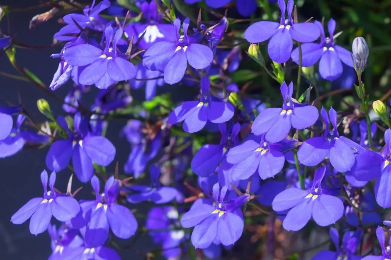 Blue+Lobelia.jpg