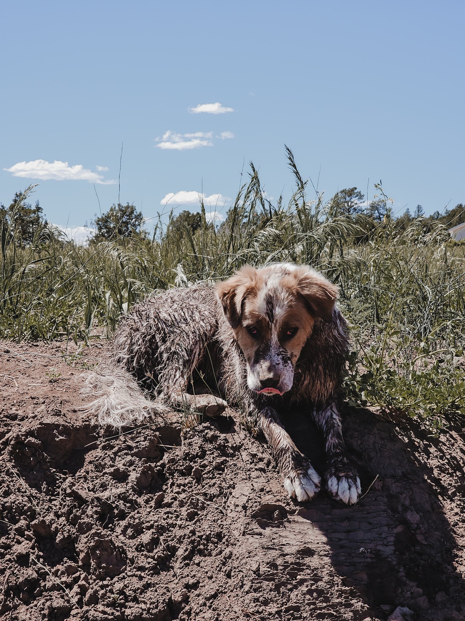 Coco the Swamp Creature