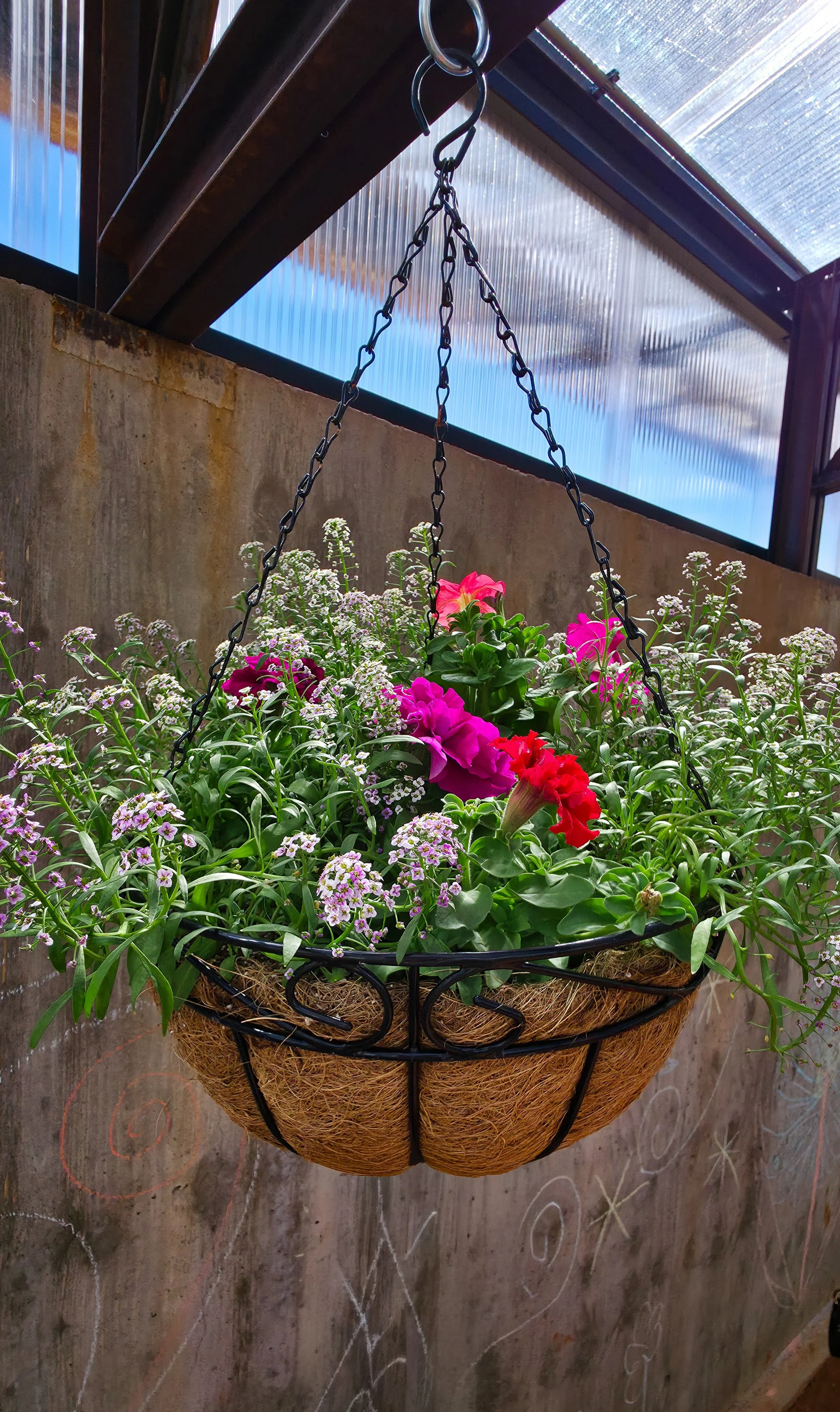 14 inch Hanging Basket