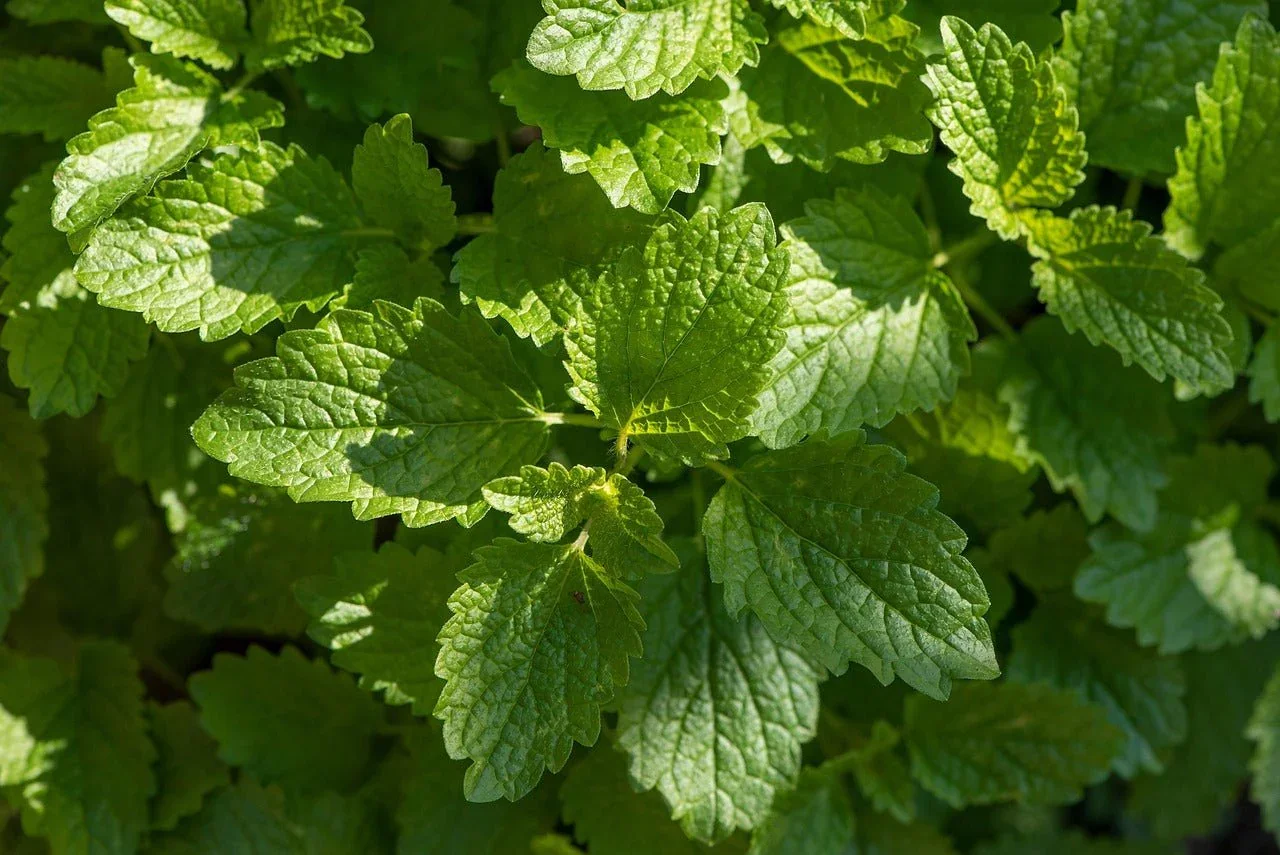 lemonbalm.webp