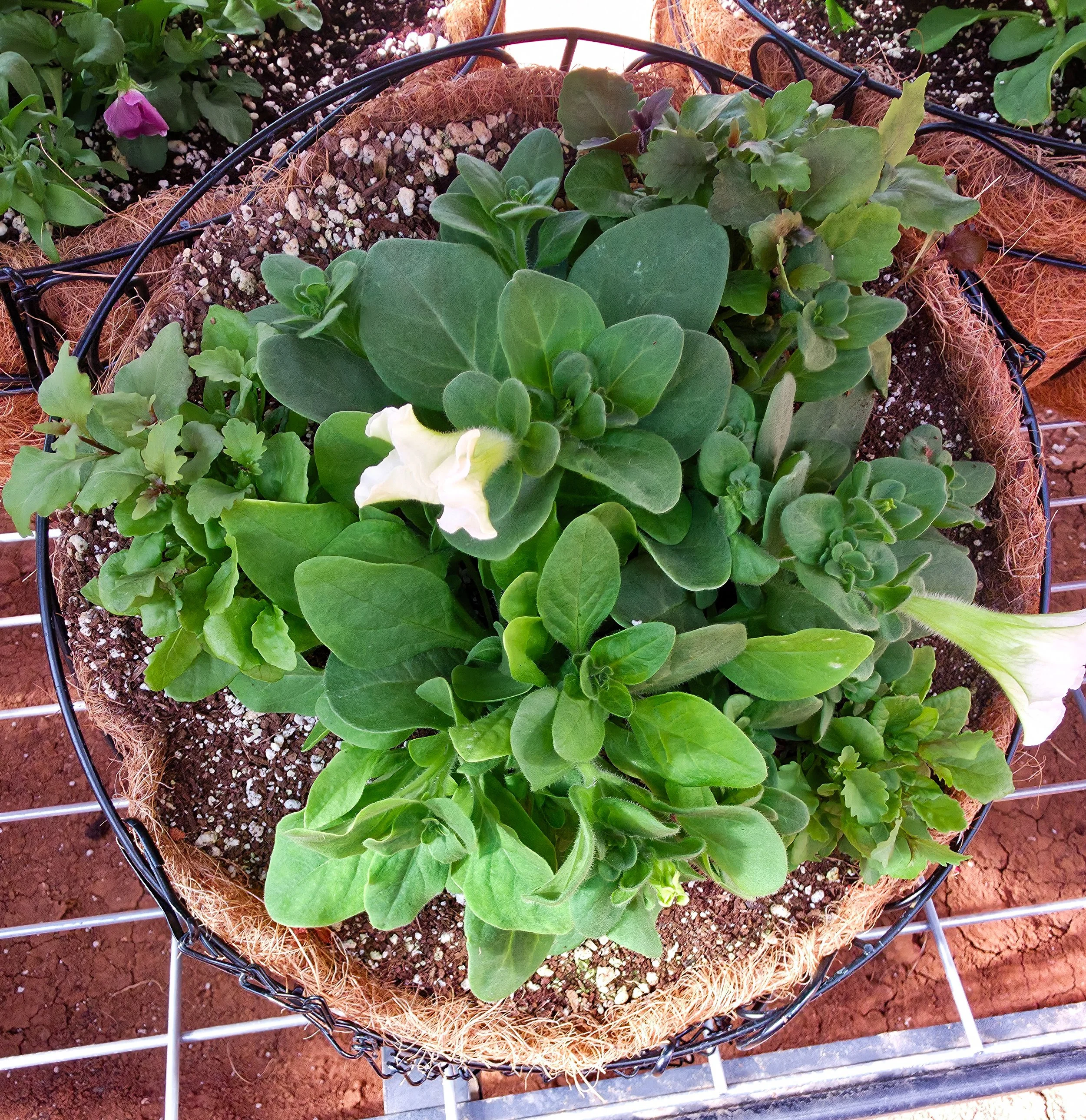 14 inch Hanging Basket
