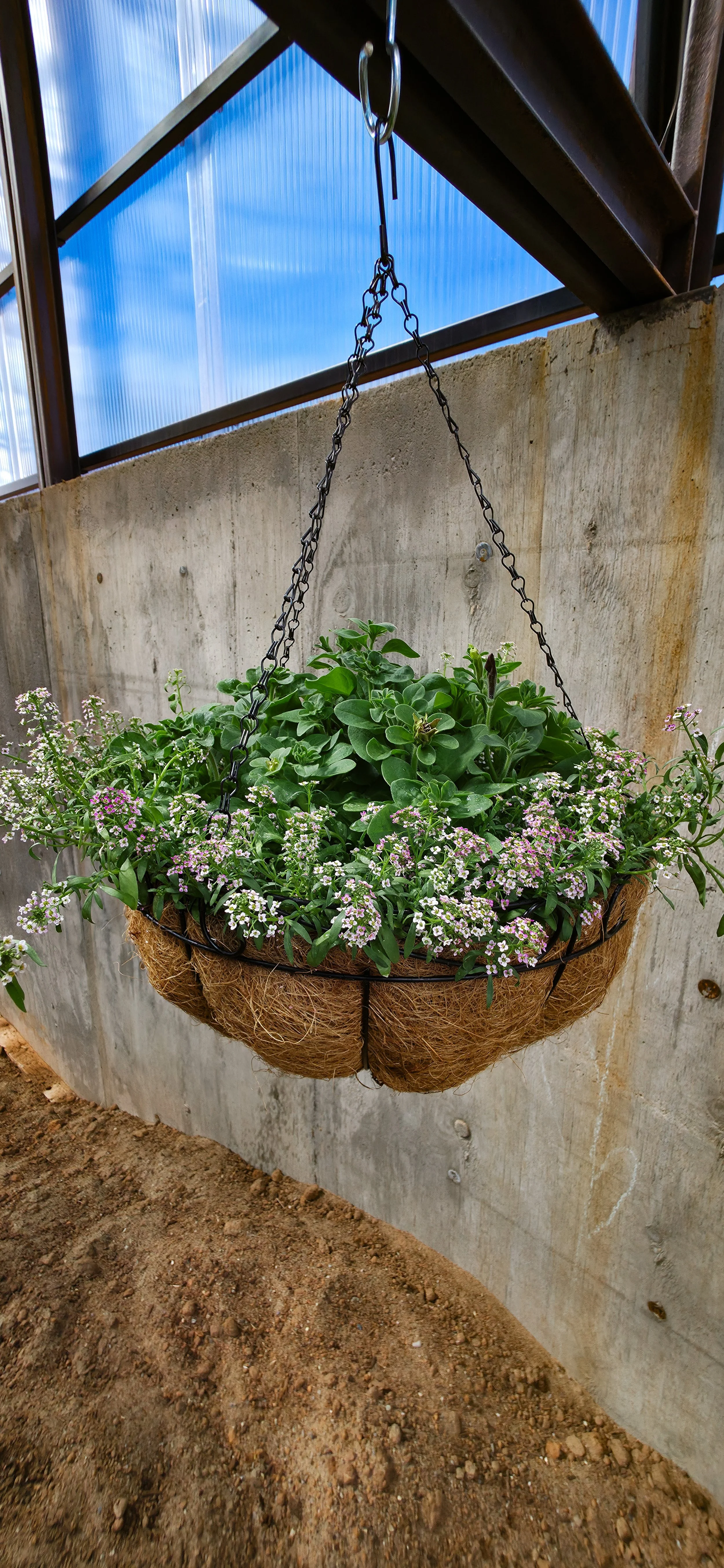 16 Inch Hanging Basket