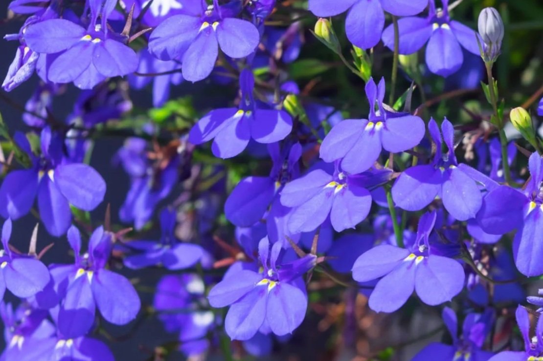 Blue Lobelia