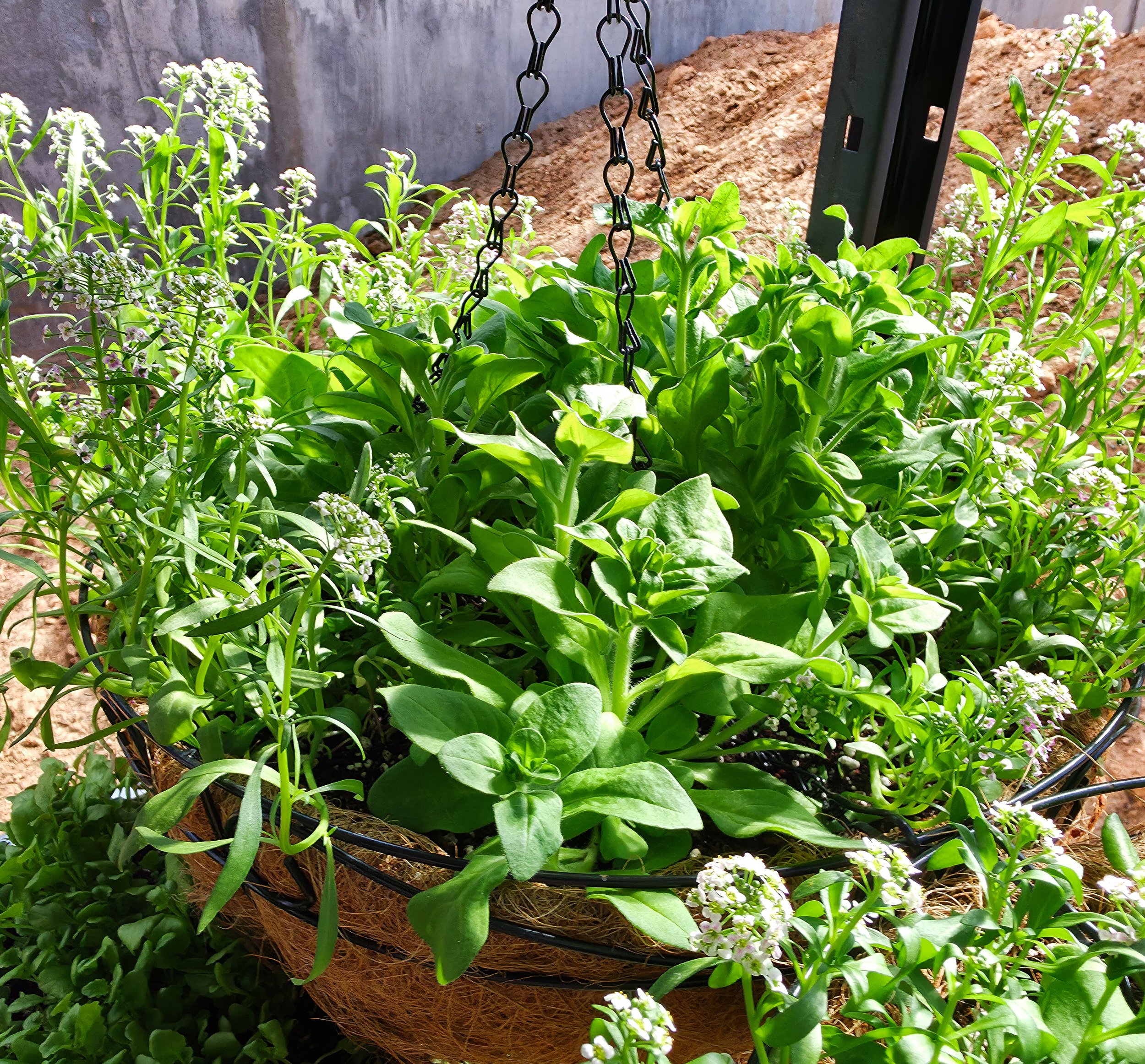 16 Inch Hanging Basket