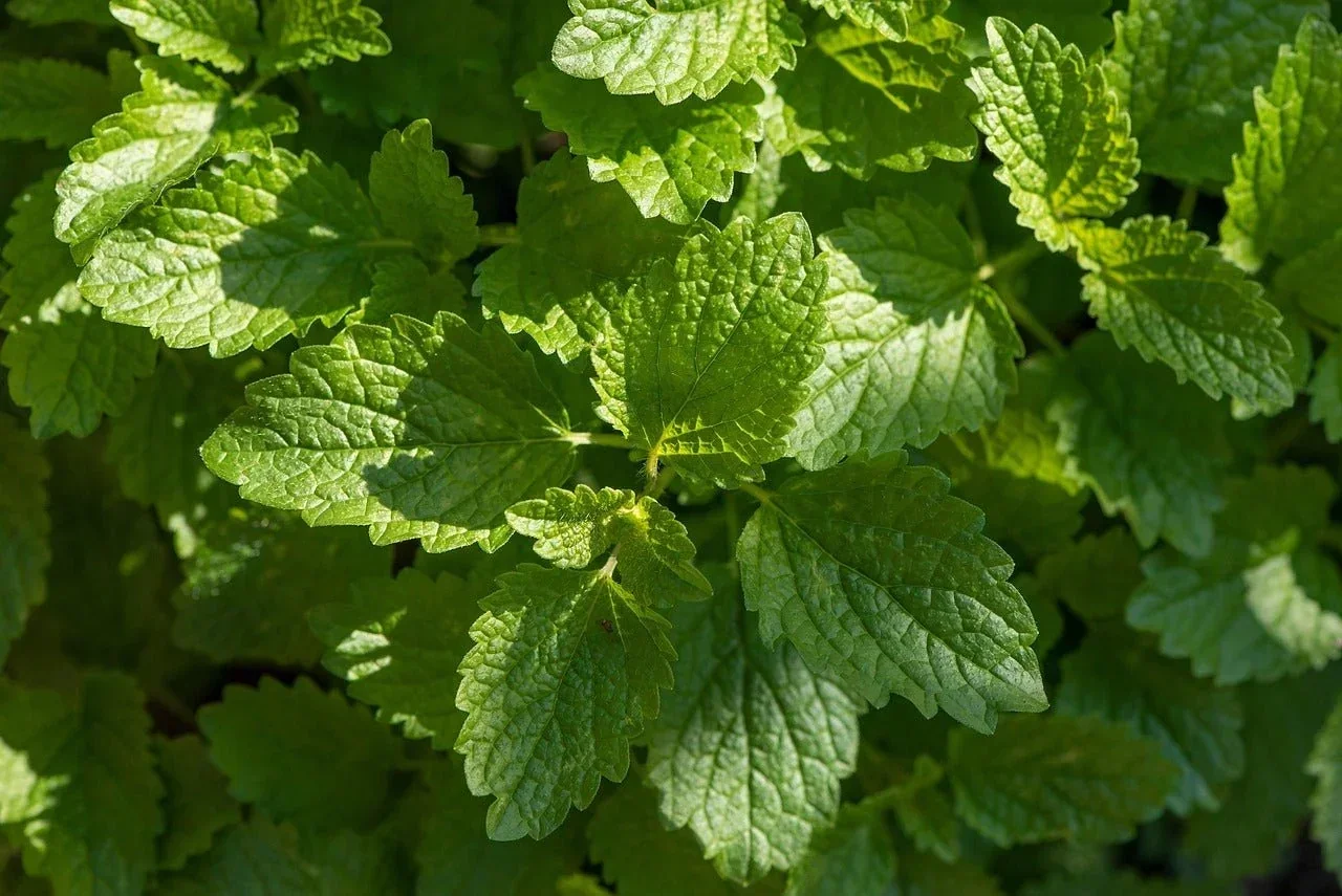 Lemon Balm