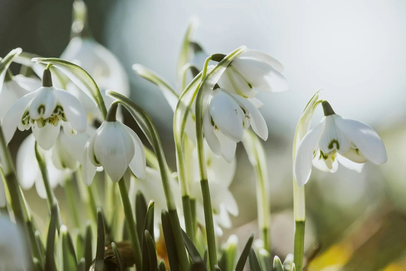 Close-up of white snowdrop flowers with green stems in soft sunlight.