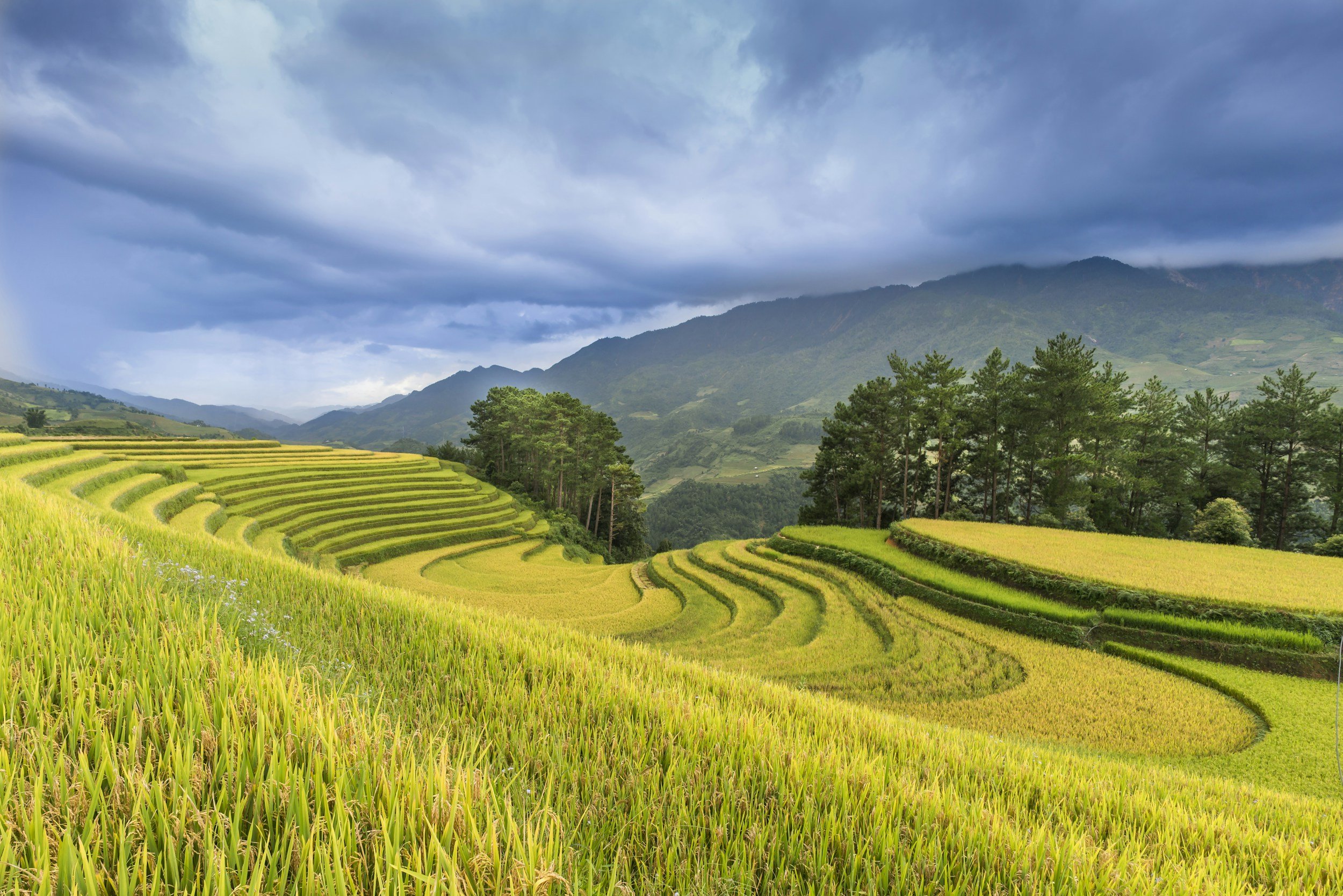 Terraced rice fields in a lush green valley with forested hills and mountains in the background under a cloudy sky.