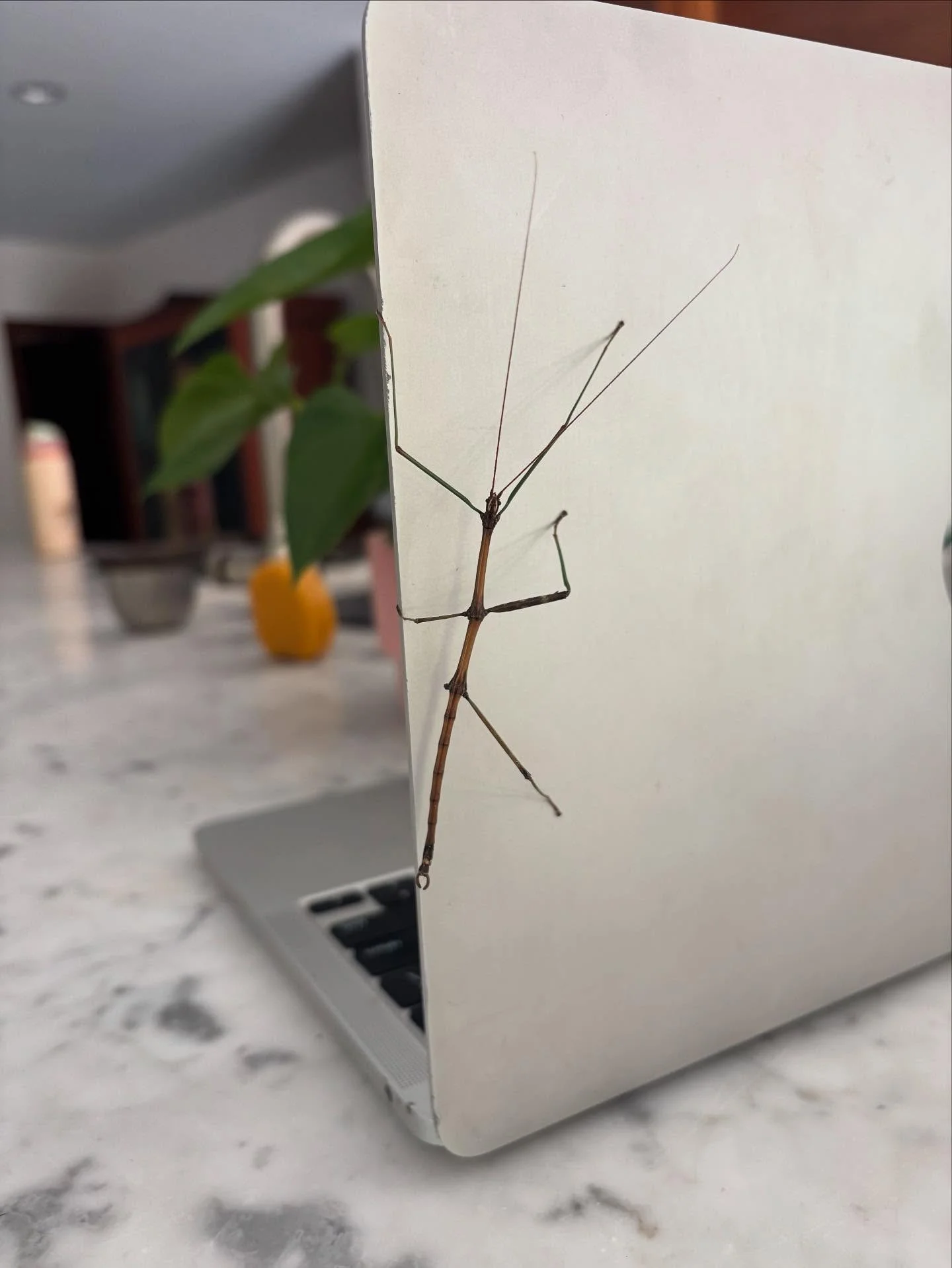 This is why I love a home office in the woods. Forced to pause and zoom out&hellip;.then get distracted and wonder where the hell he went!