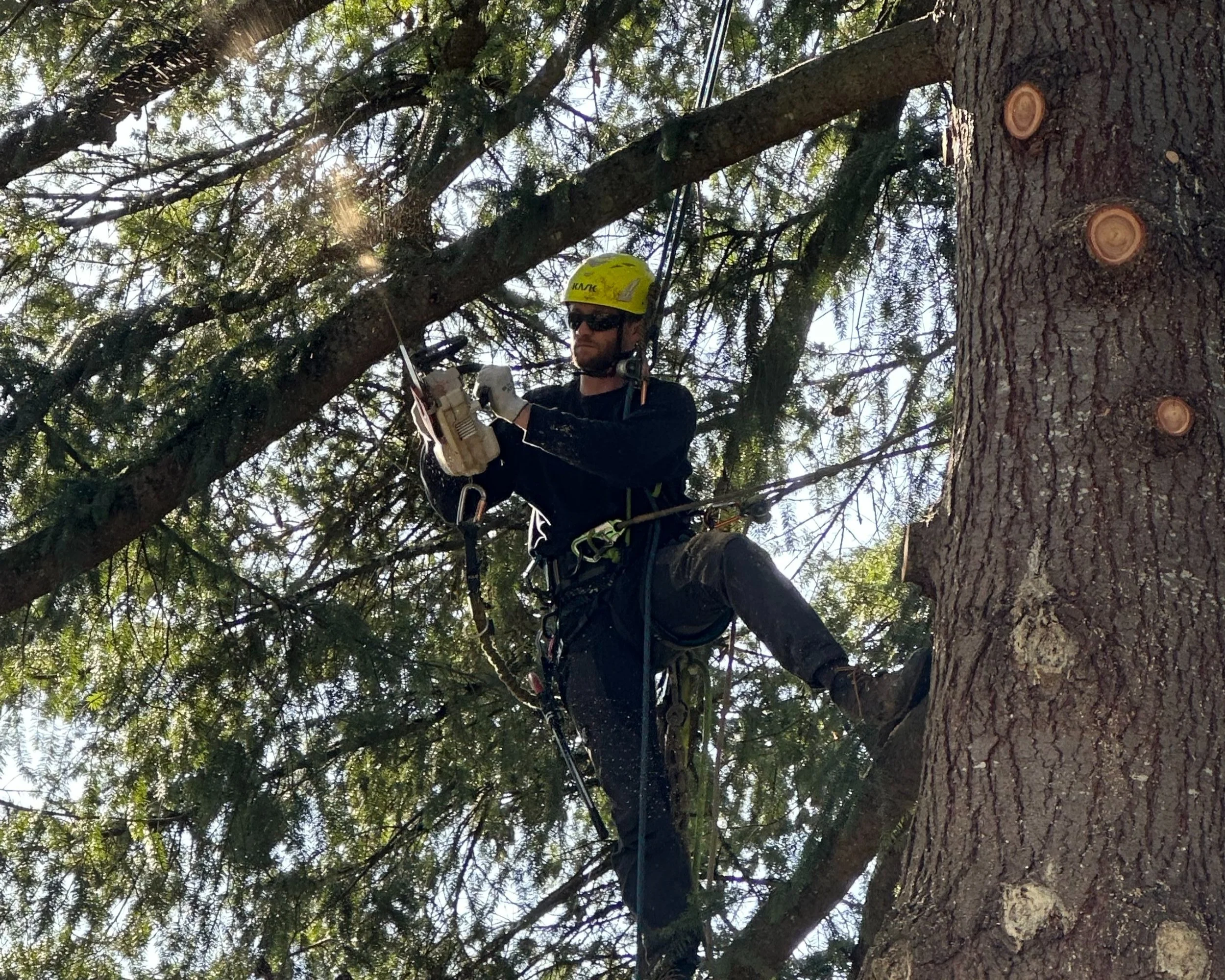 Vancouver Clark County Tree Trimming & Pruning Professionals