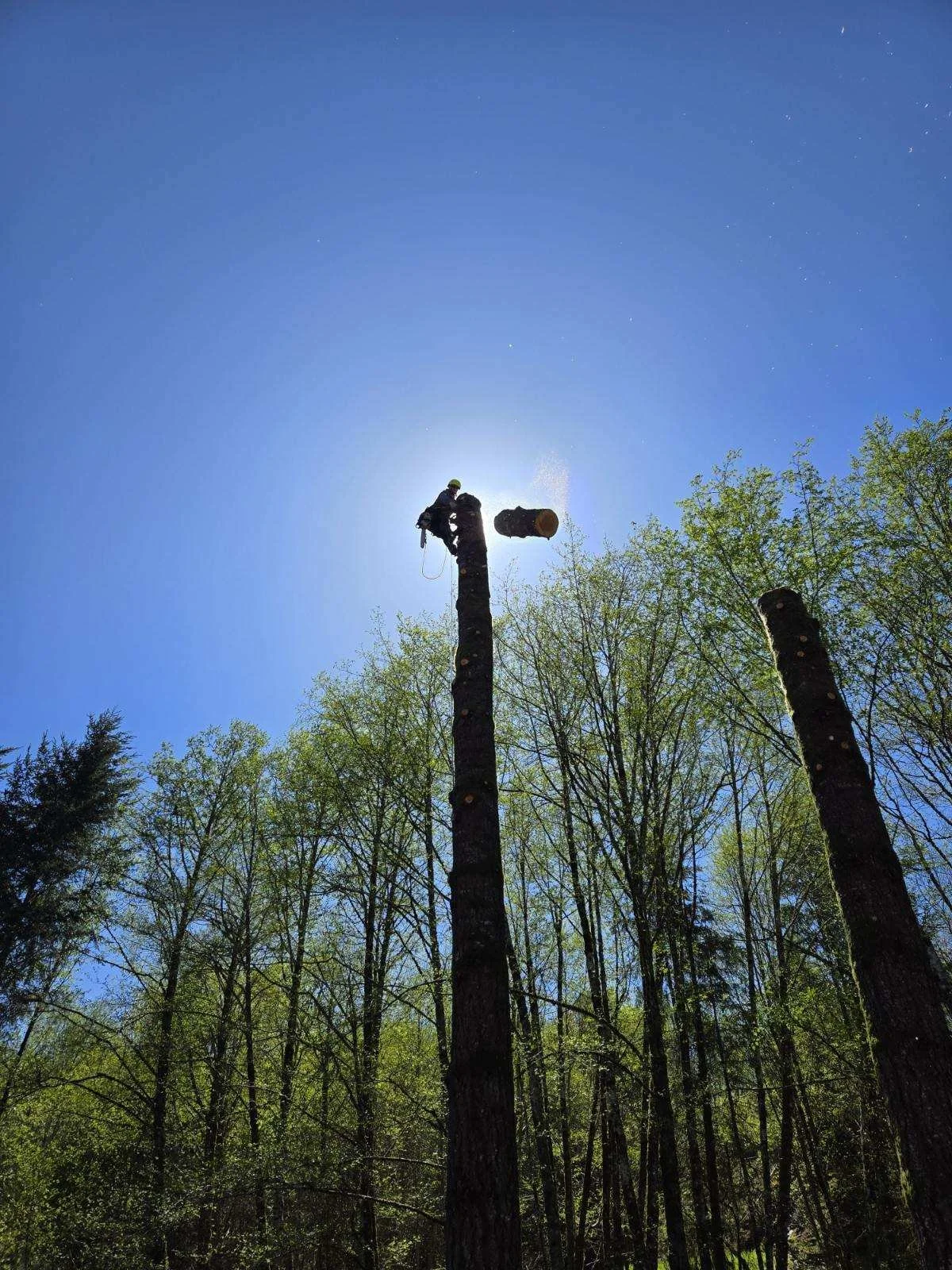 Vancouver professional tree removal