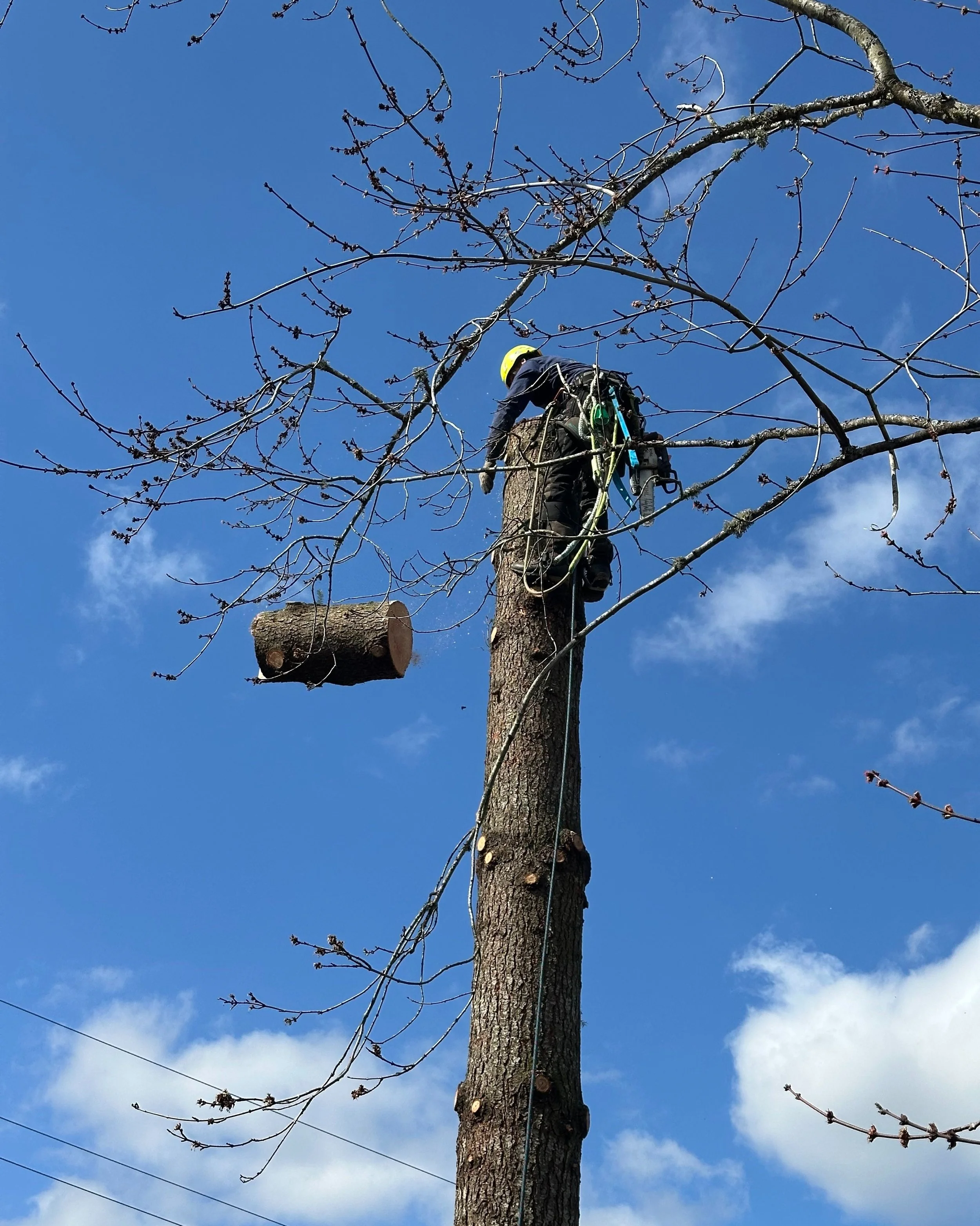 Vancouver Clark County tree removal and stump grinding services