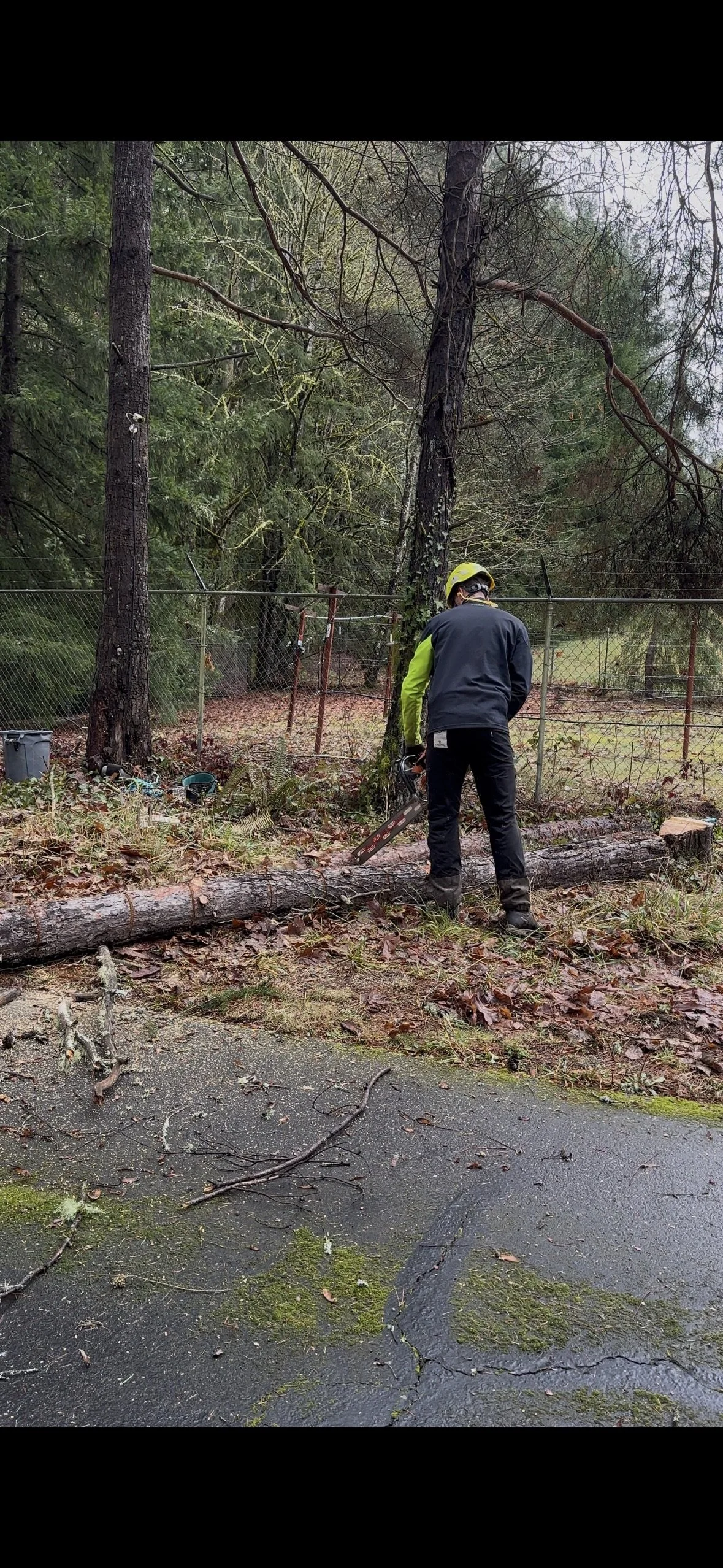 Vancouver emergency tree services