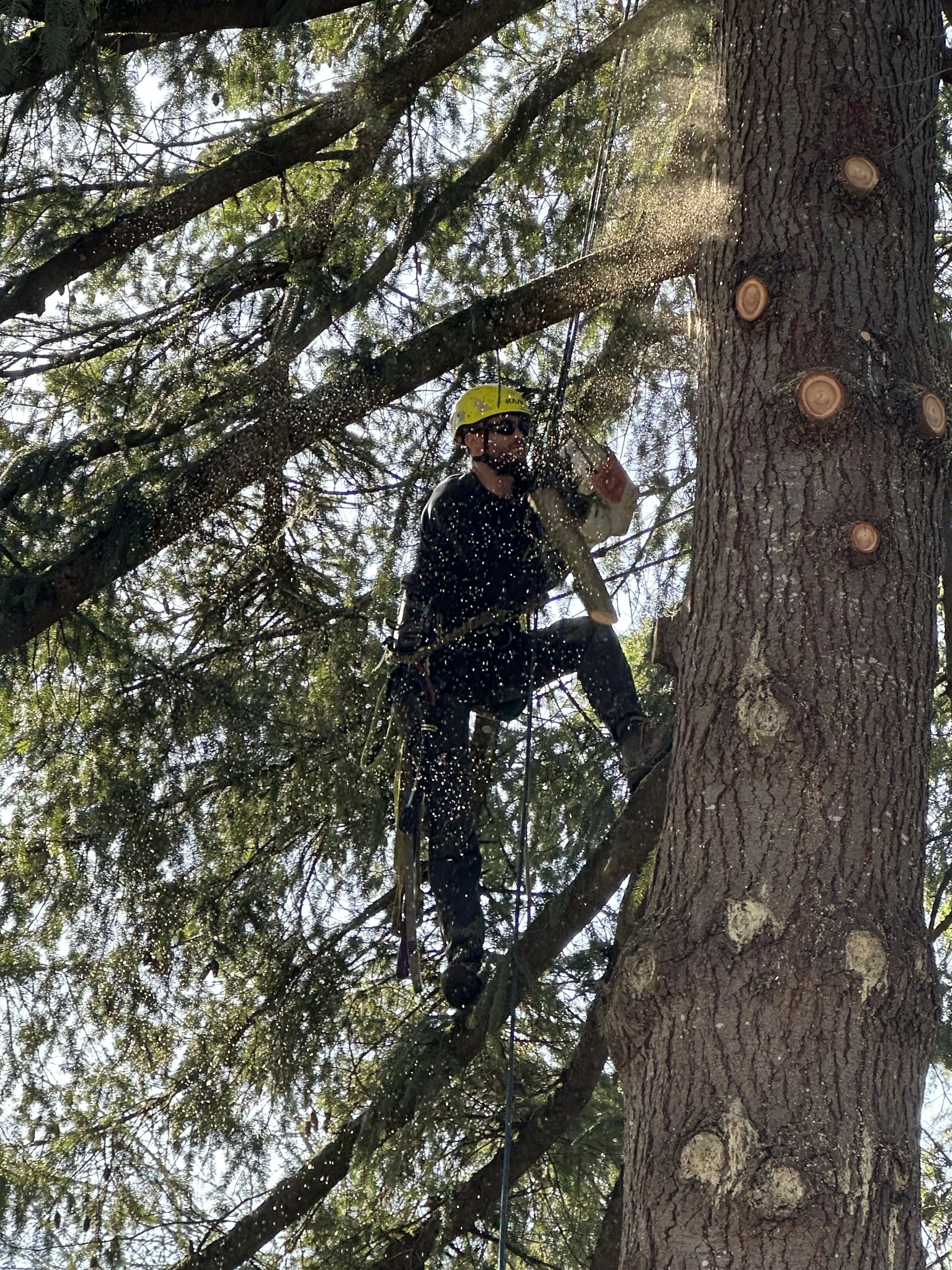 Vancouver tree trimming and pruning services