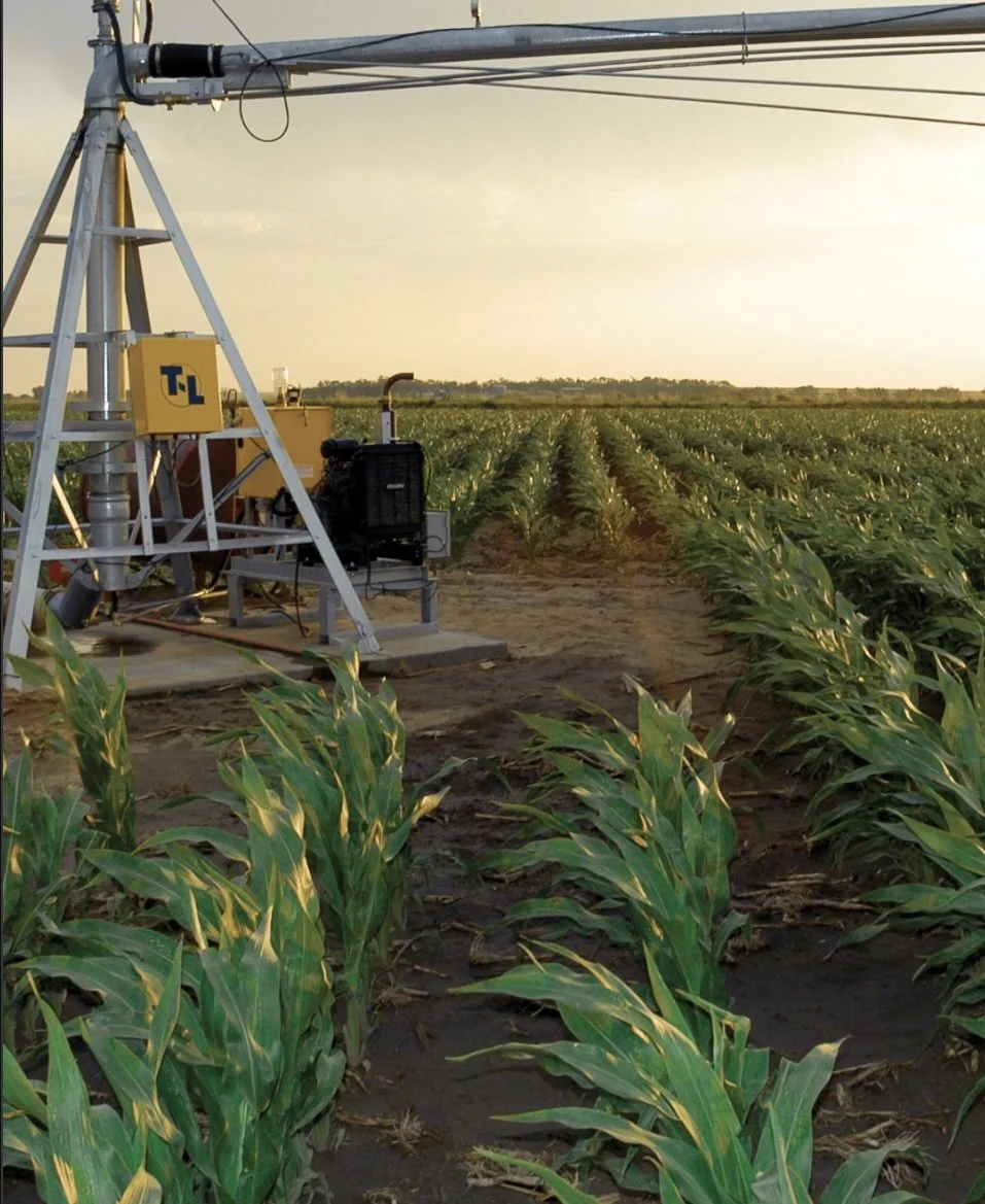 A field of growing corn with an irrigation system spraying water over the crops at sunset.