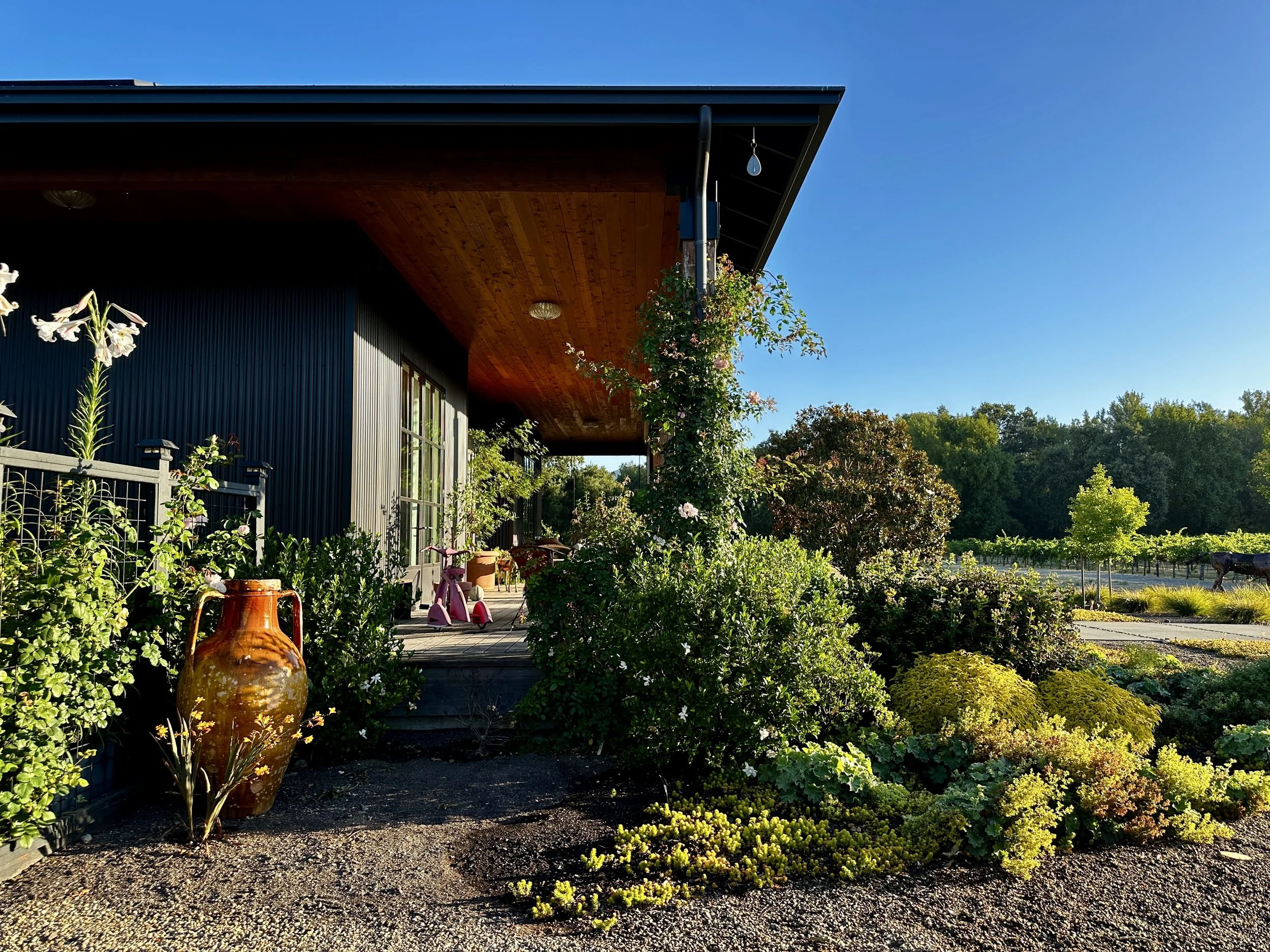 Limerick Porch Plants.JPG