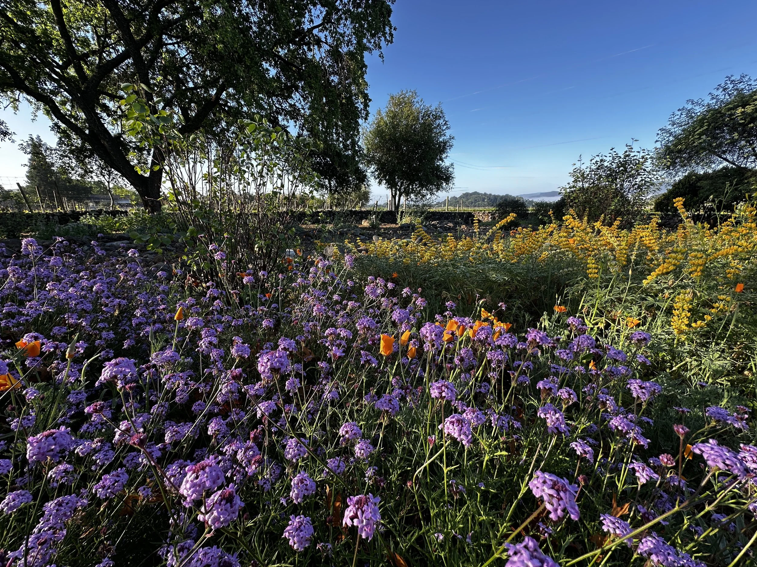 SLWC Verbena Meadow best.JPG
