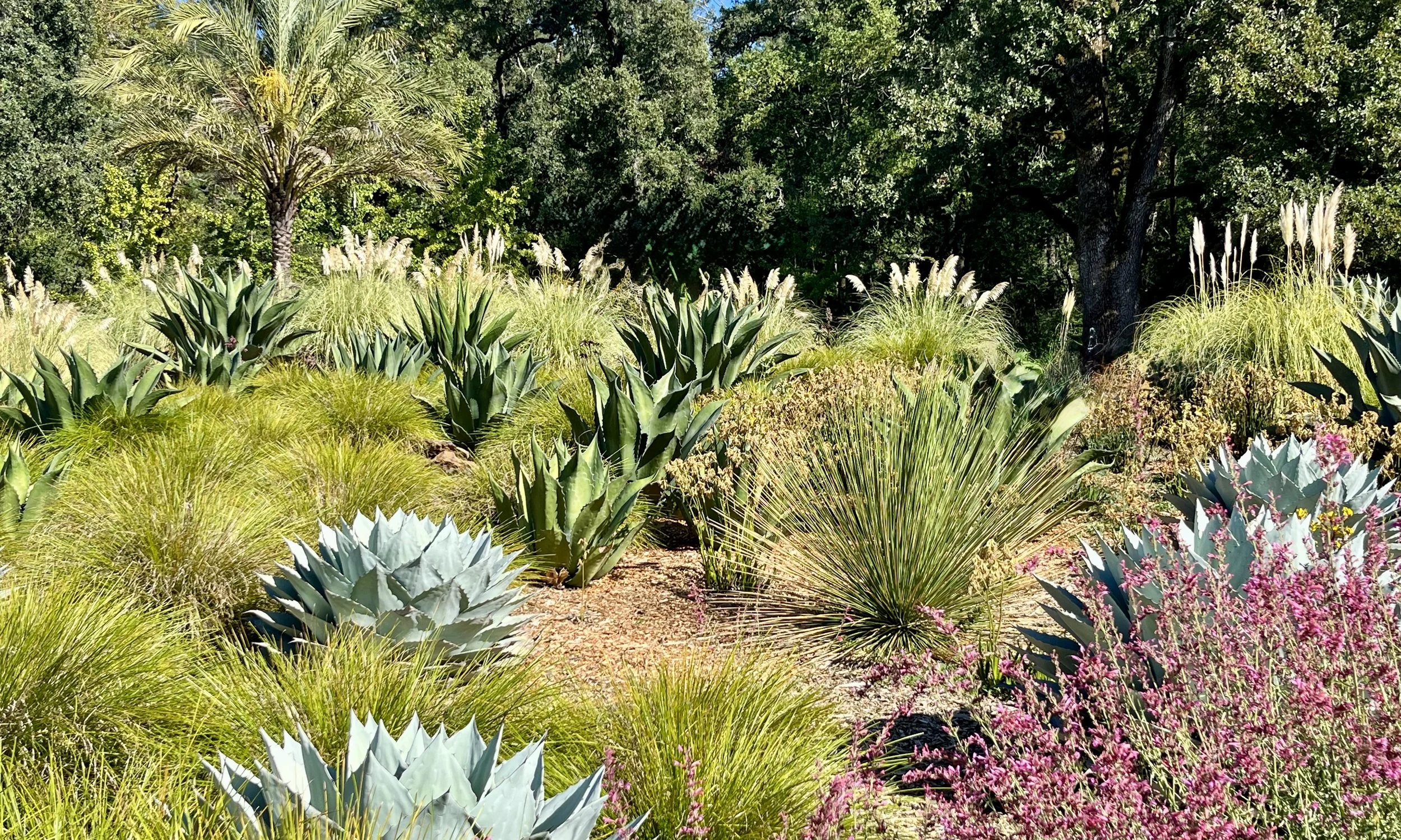 Agave Meadow in Sun 2.jpeg