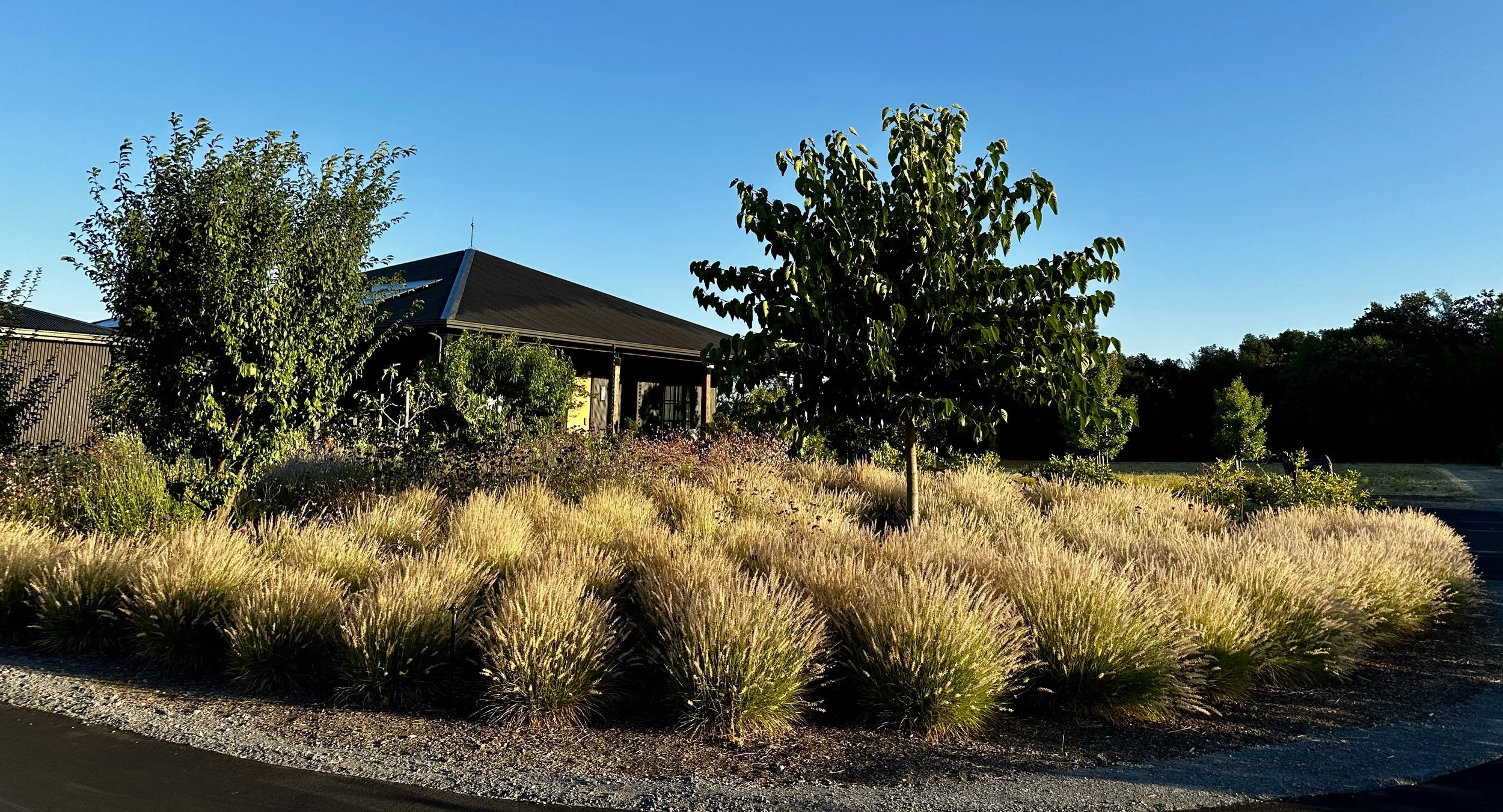 Limerick Grasses.JPG