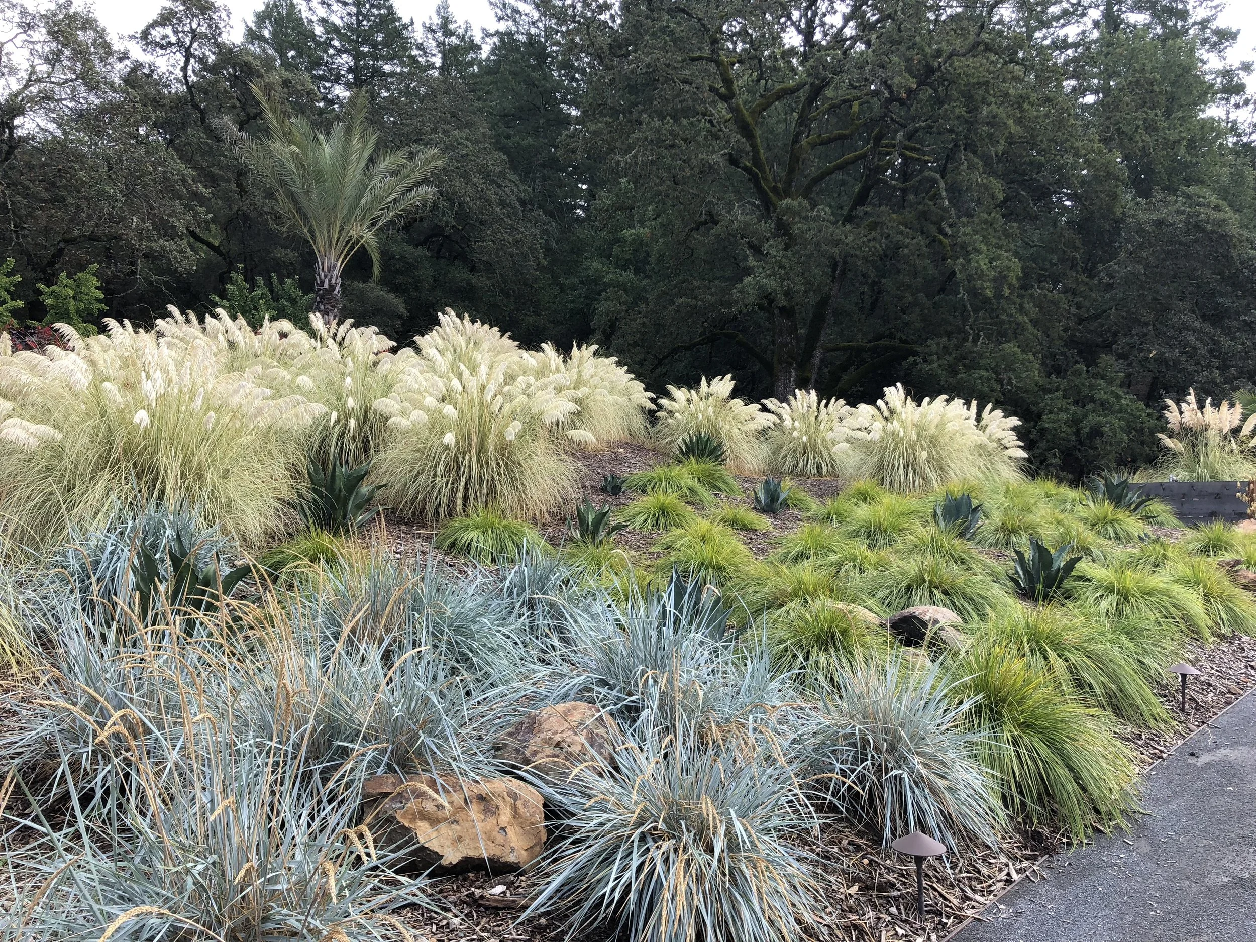 Silver Cloud Grasses.jpg