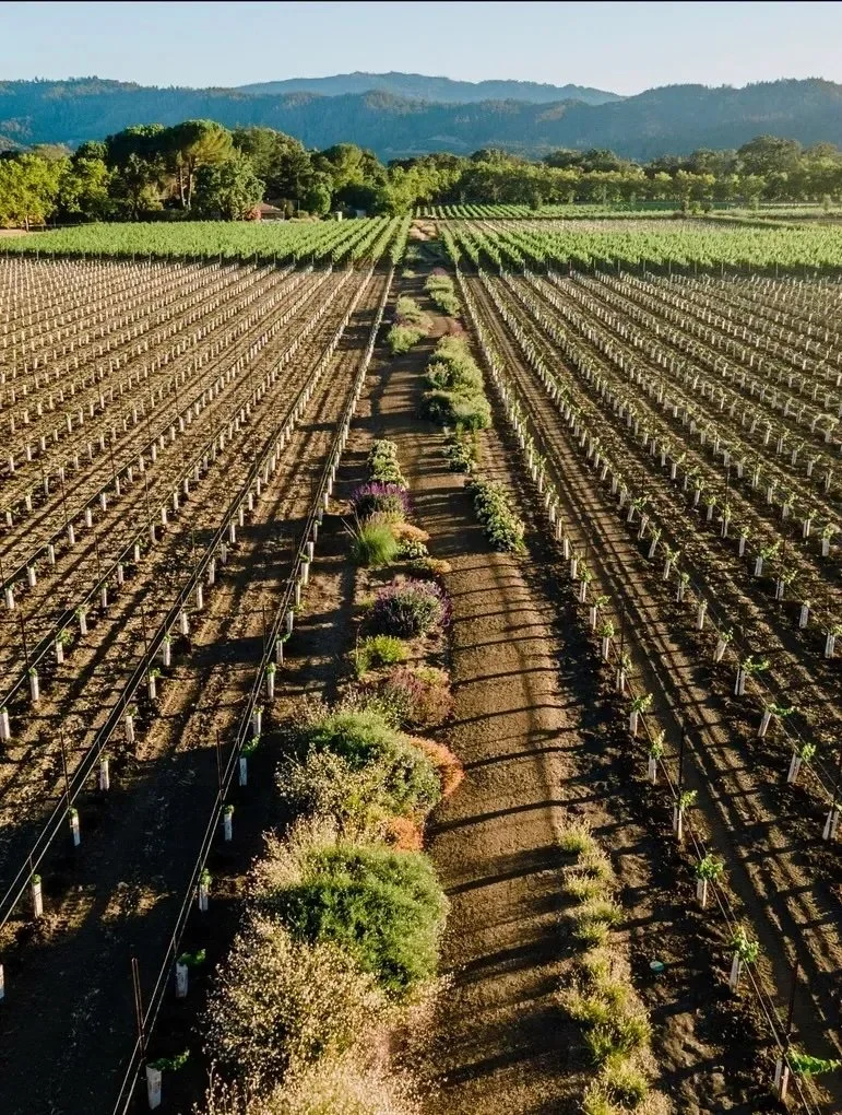 CE_hedgerows + fields.jpeg