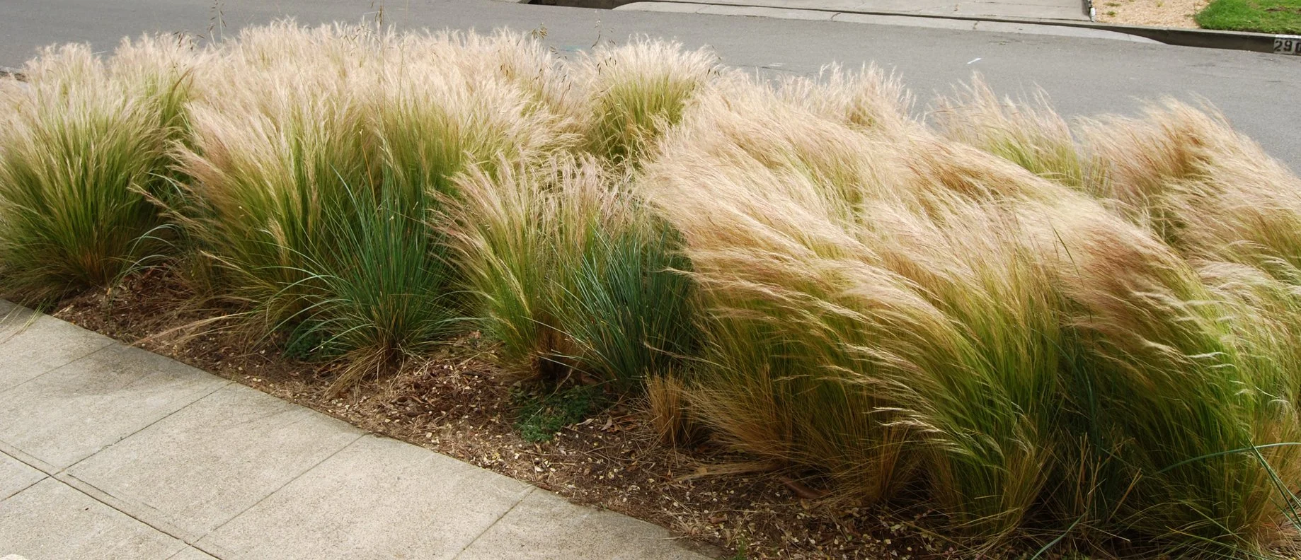 Misc_Grass Kensington.jpg