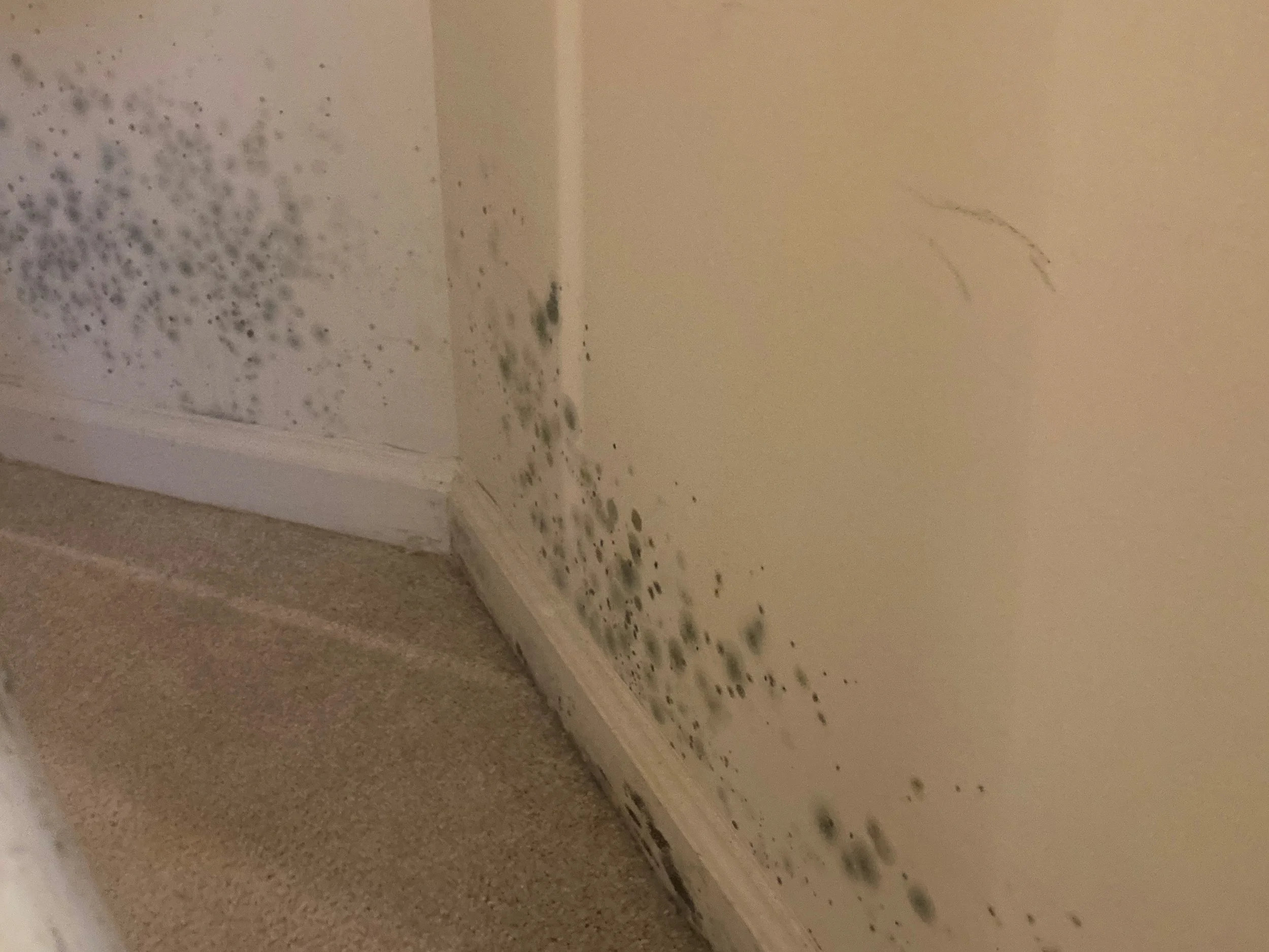 IMG_2576 - Copy (2).jpg