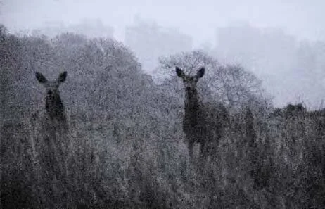 PUBLICATION — Anne Charlotte Finel x RVB Books