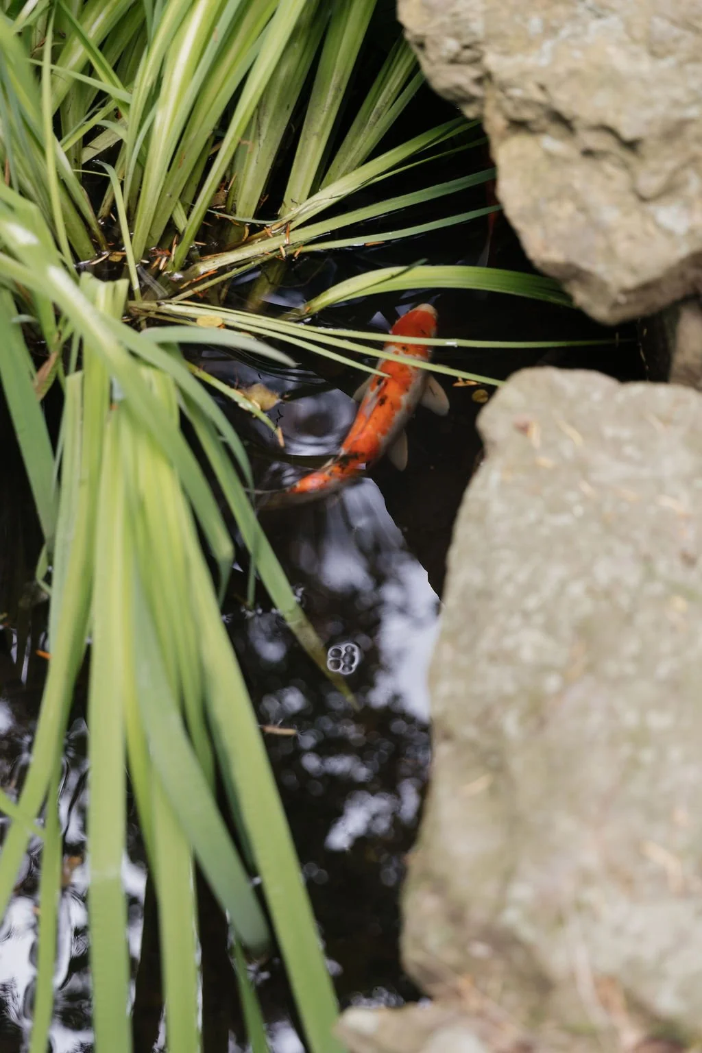 Alexis & Joey_0101.jpg