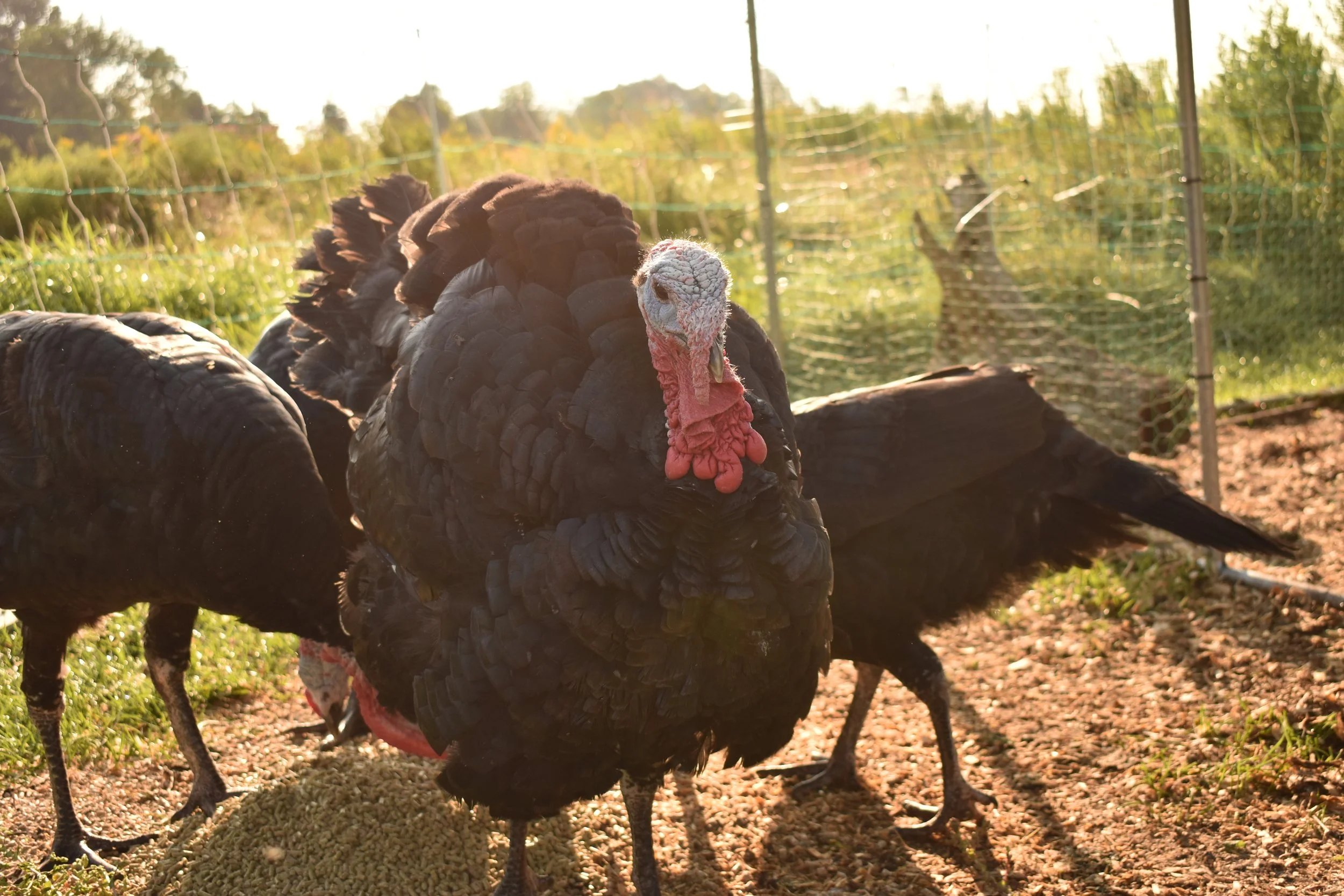 Pasture Raised Turkey