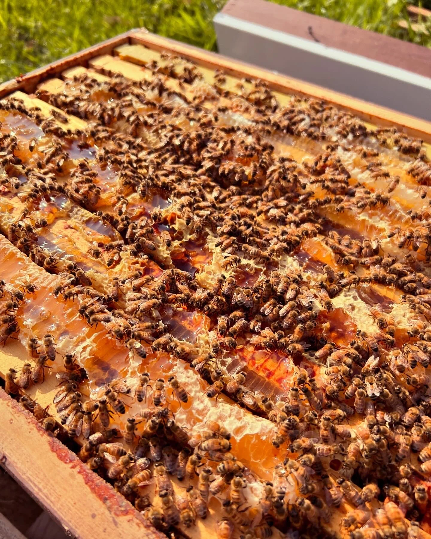 Sweet Pea Acres Honey