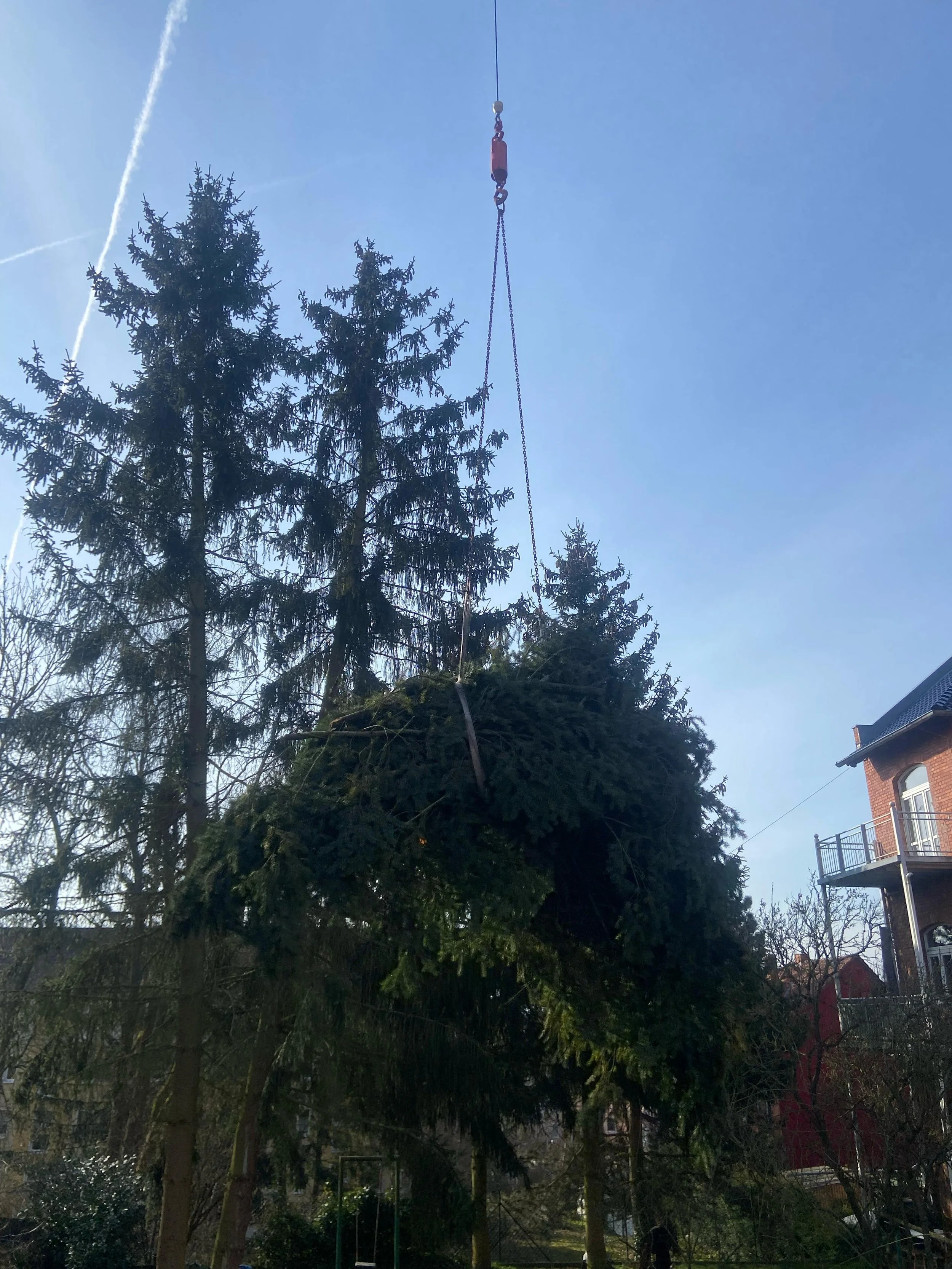 Baumpflege | Nordhausen | BaumFällung | Wir kümmern uns drum | Problembaumfällung