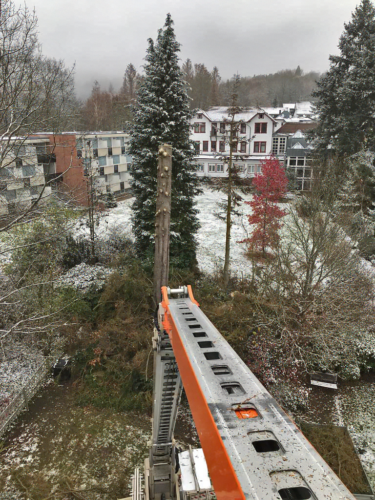 Baumpflege | Bad Sachsa | Göttingen | Sichere Baumentfernung mit Kran