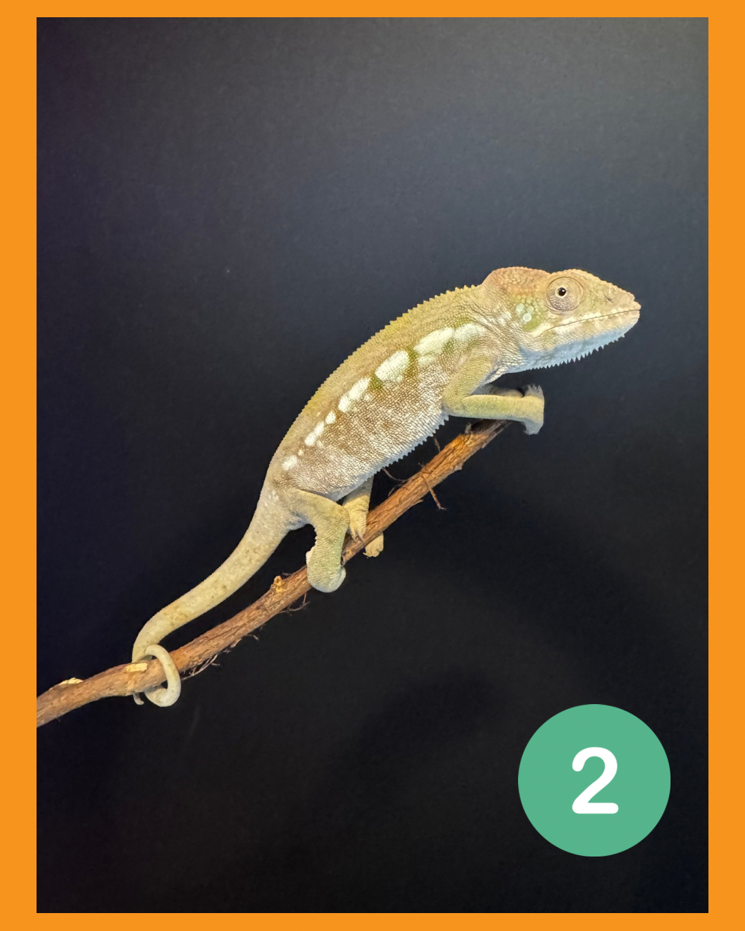 Untitled design - 2.PNG