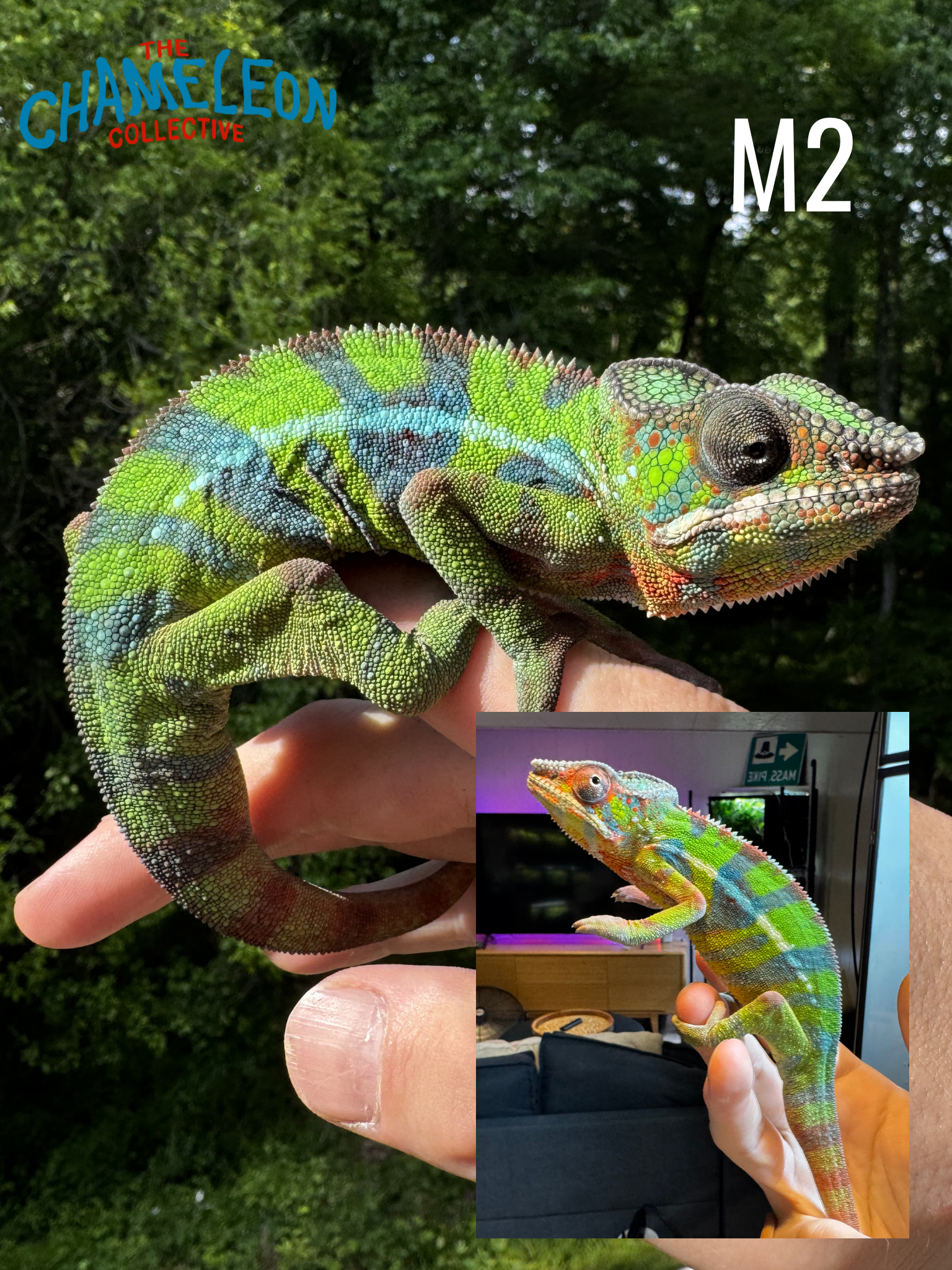 2025 Juvenile Male Panther Chameleon M2