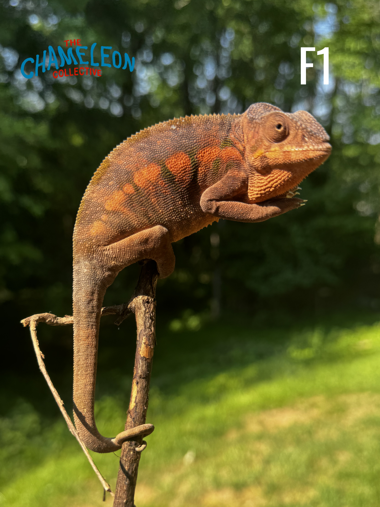 2025 Female Juvenile Panther Chameleon F1