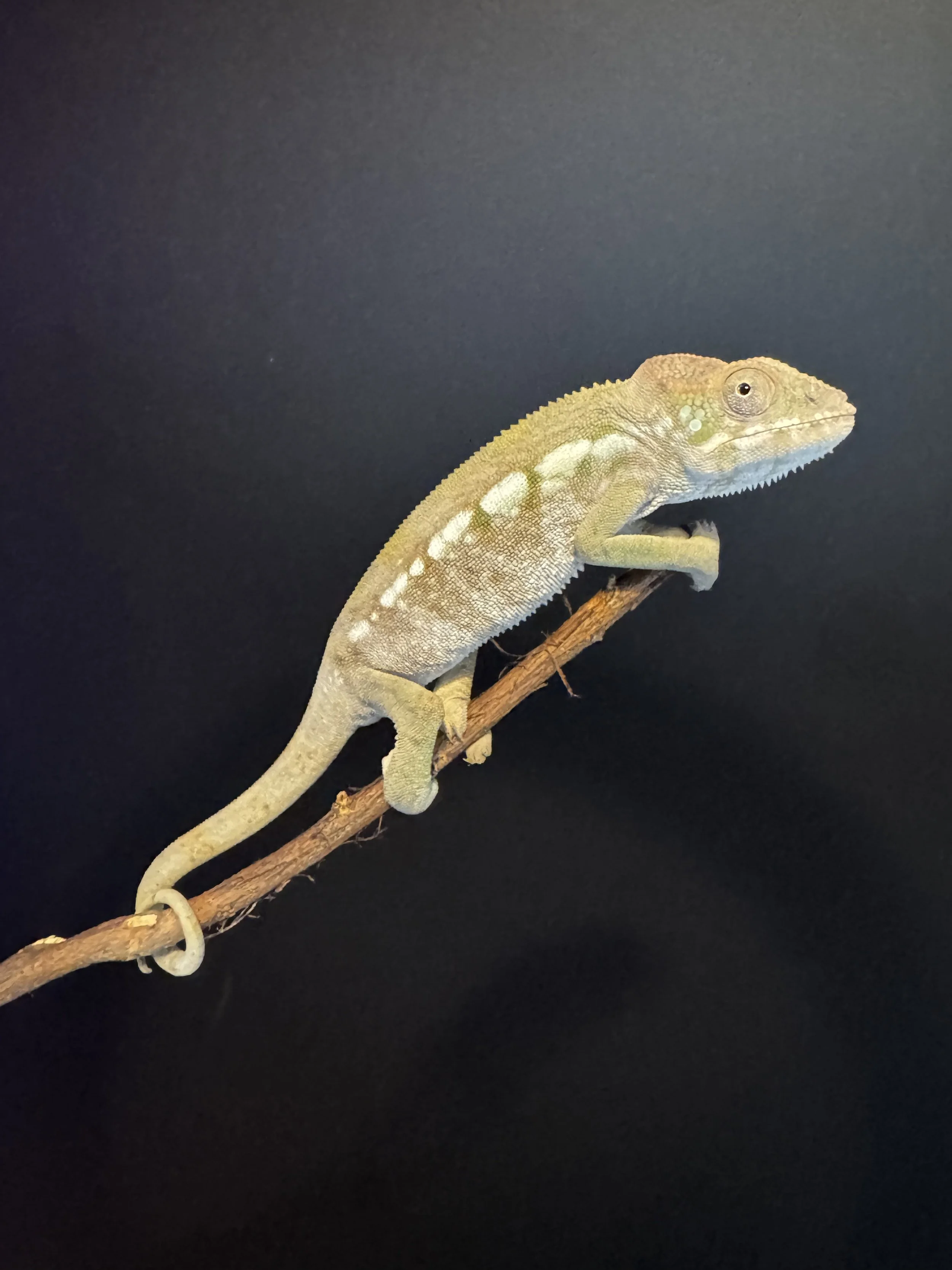 Female Juvenile Furcifer pardalis