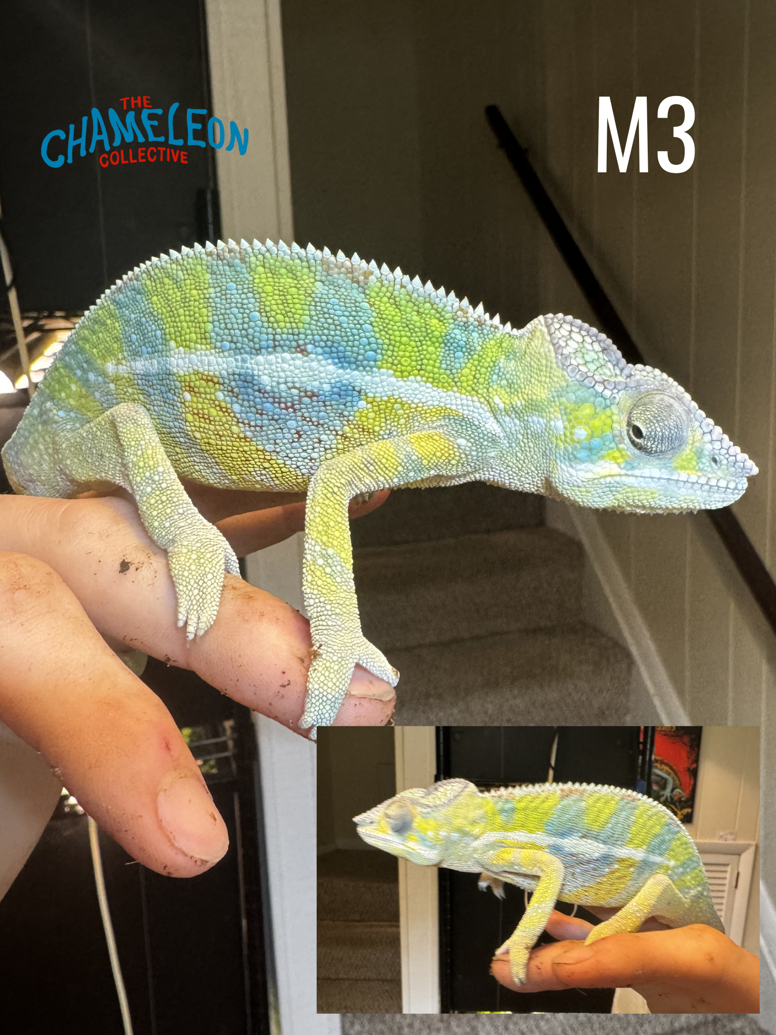 2025 Male Juvenile Panther Chameleon M4