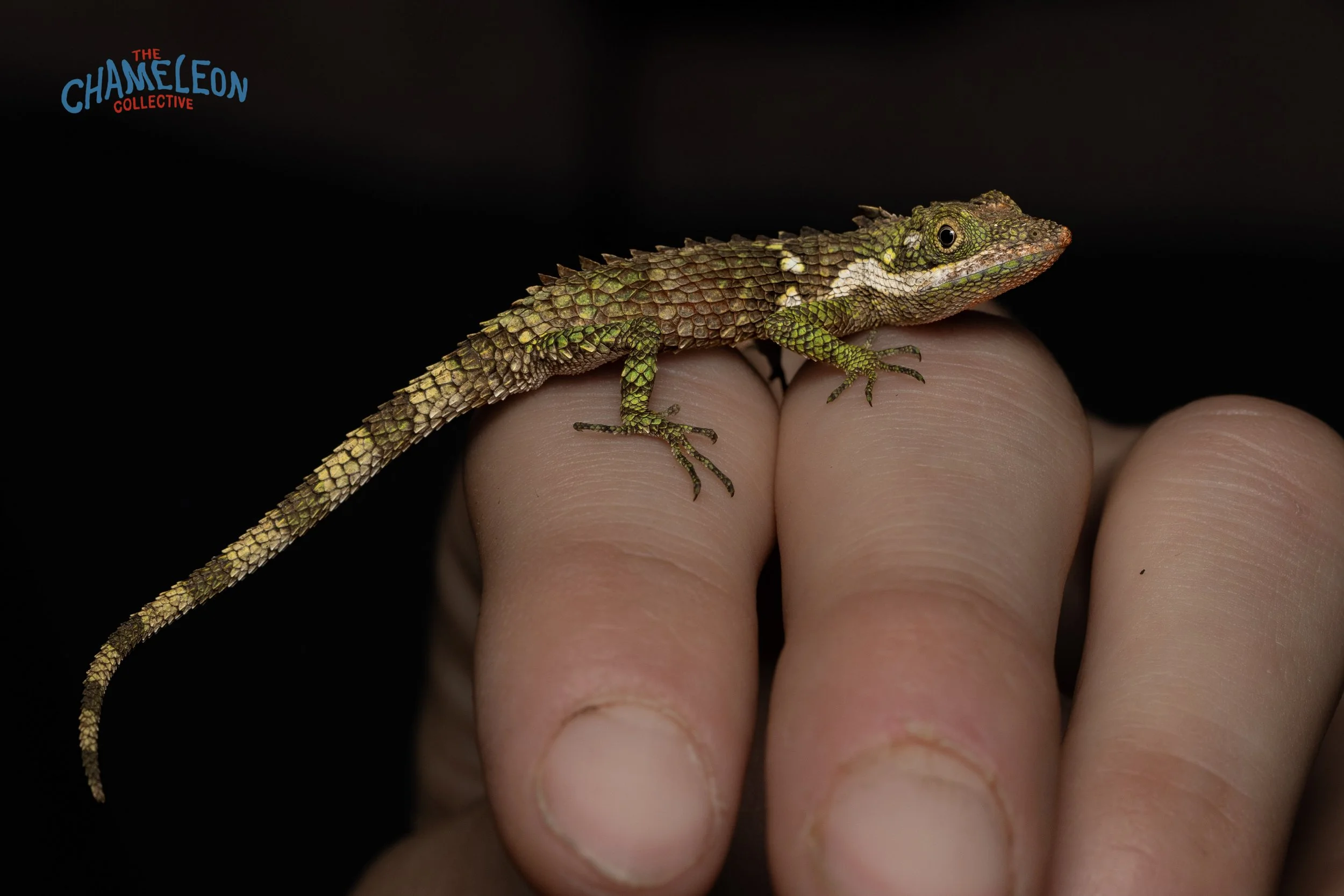 18-IMG_1524 (1) copy.jpg