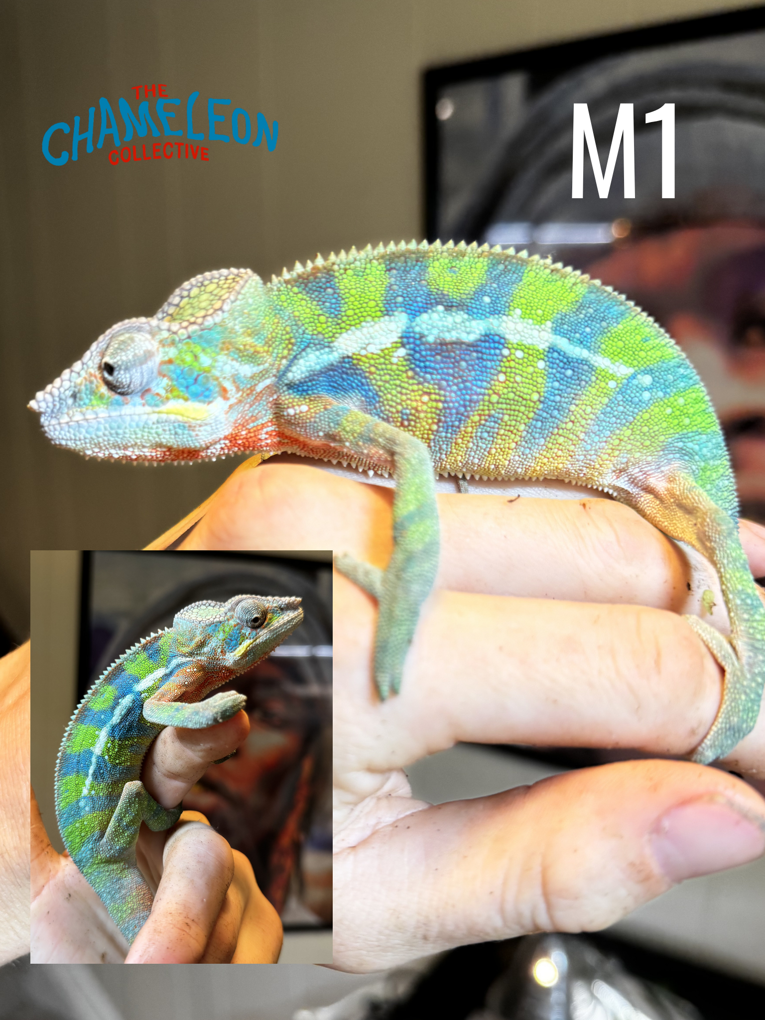 2025 Male Juvenile Panther Chameleon M1