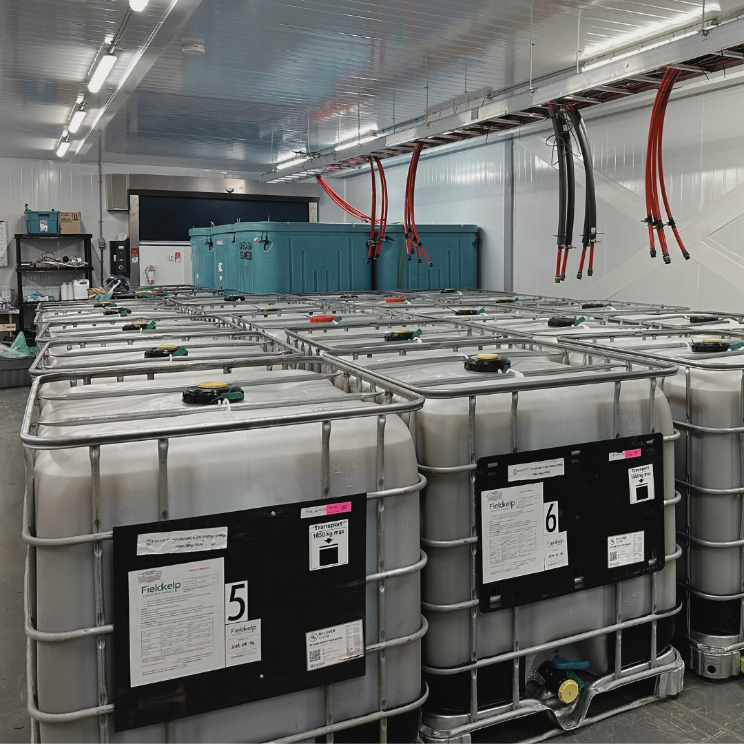 Our first shipment of FieldKelp, a robust 20,000 litres, is destined for farms in California.