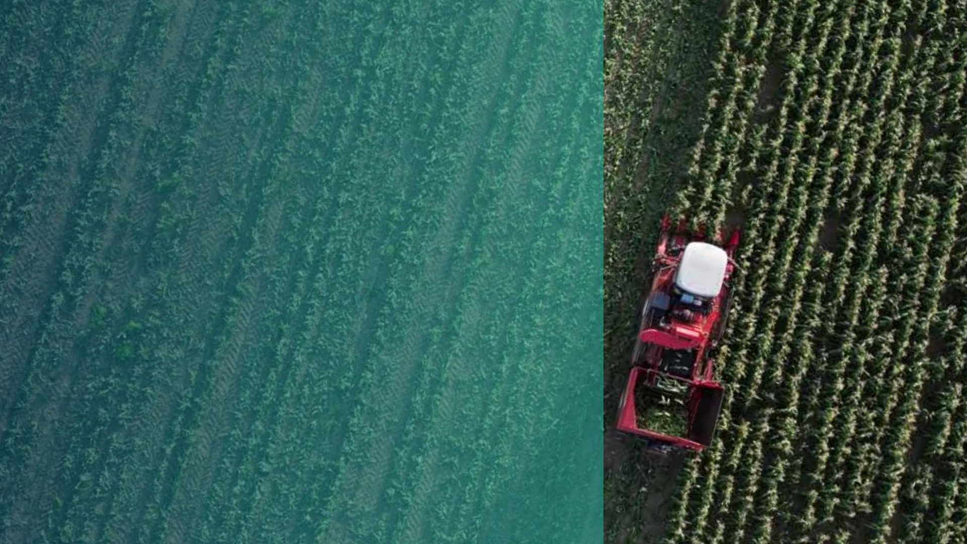 Harvest Still.png