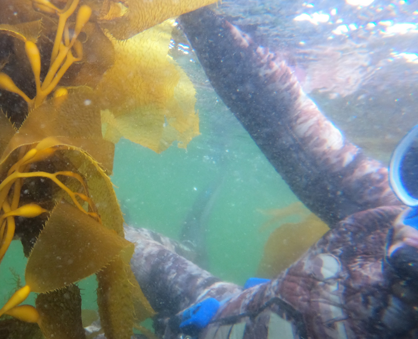 Matt Obee Diving for Kelp