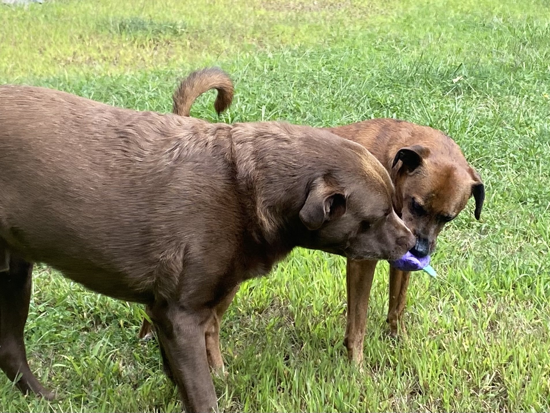 Dexter & Jagr