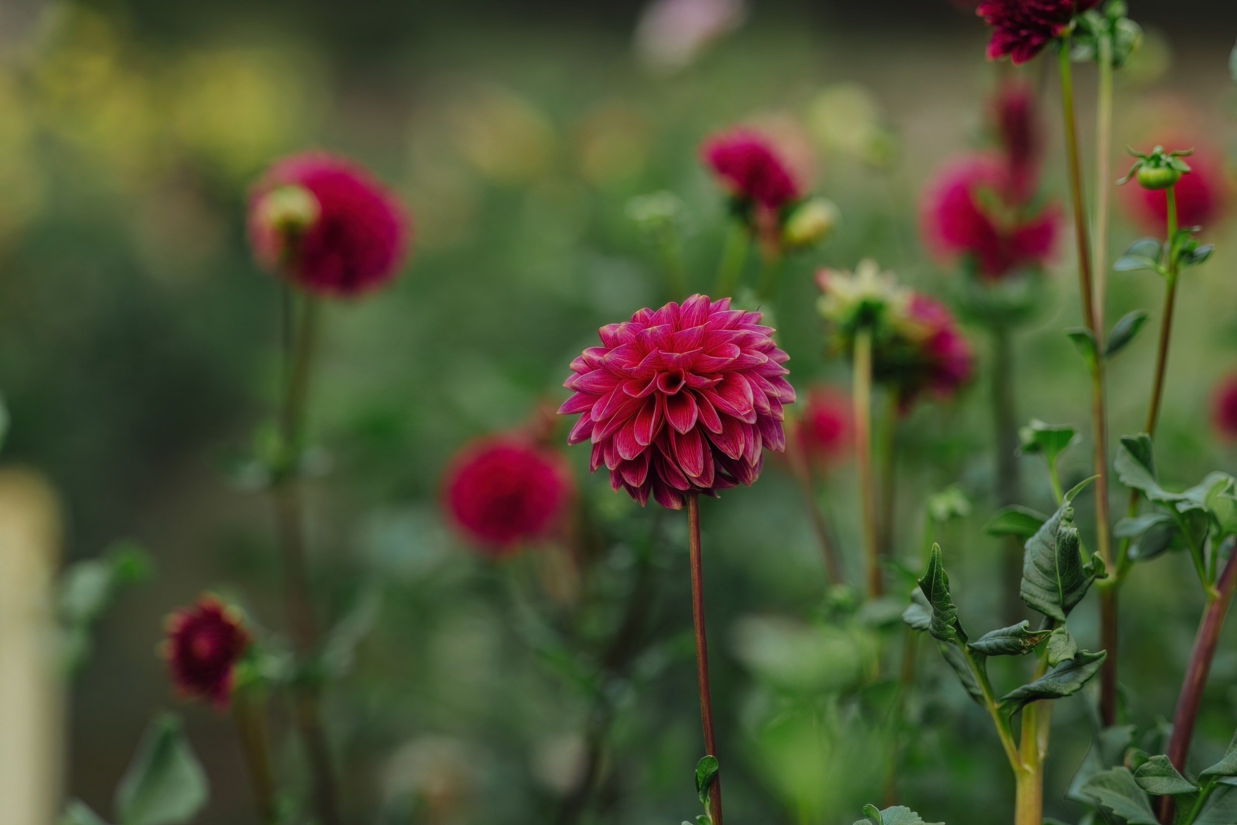 deep-red-dahlia-bloom-garden-closeup.jpg