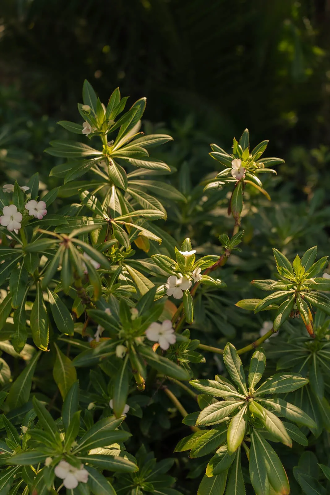 Contact Us In Thyme Naturopathy