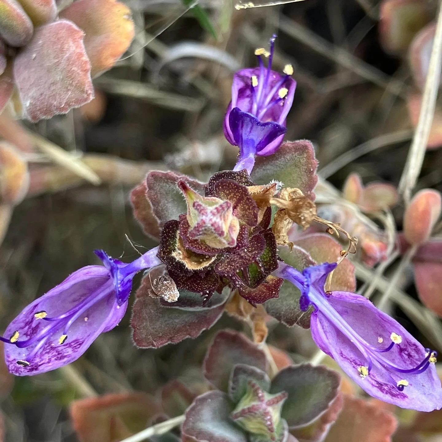 Wowie! We&rsquo;re in Maui!