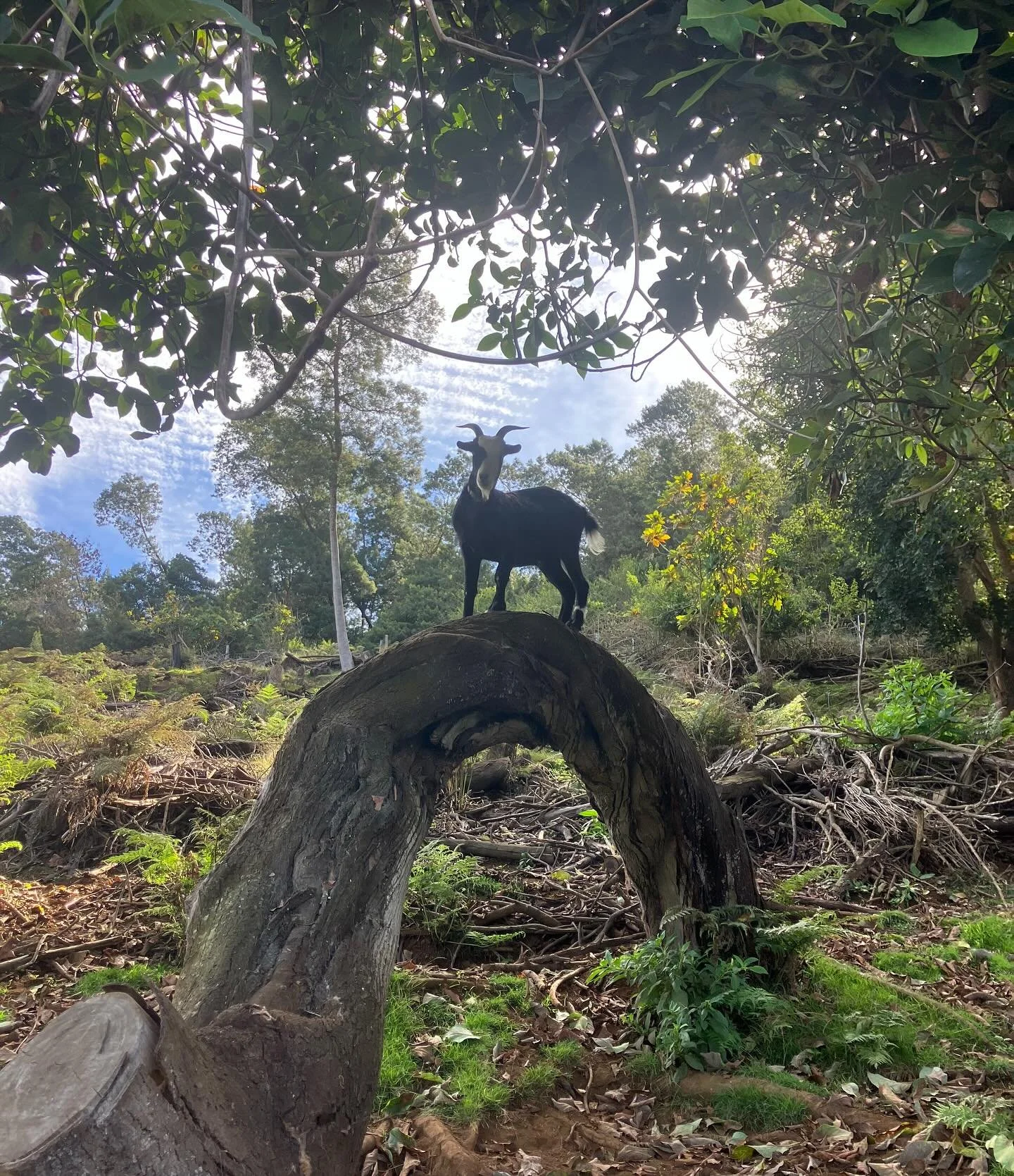 FARM UPDATE!!!! We are almost ready for our live edge countertops in the new kitchen plus laying brick flooring. A couple of picnic tables are also in the works. Saba is just and chunky and Figgys horns are growing just as fast as the garden. Check o