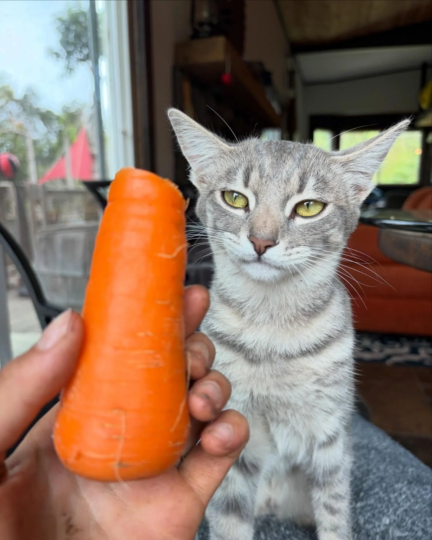 An excellent day upon the farm