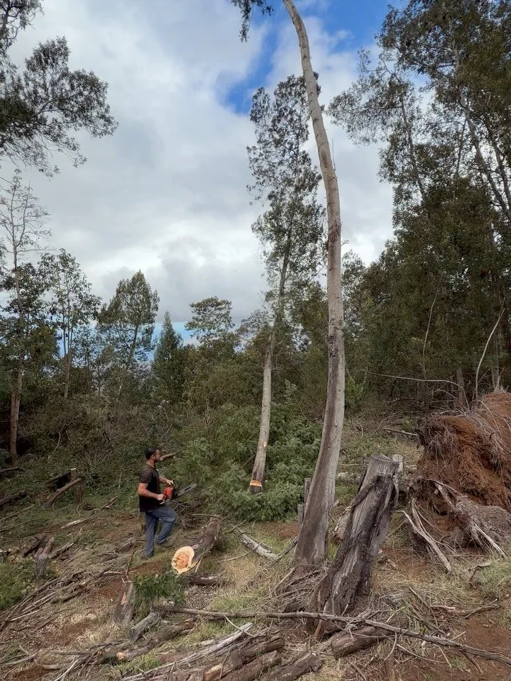 Getting Sumi an ocean view for Christmas 🎅 🌲