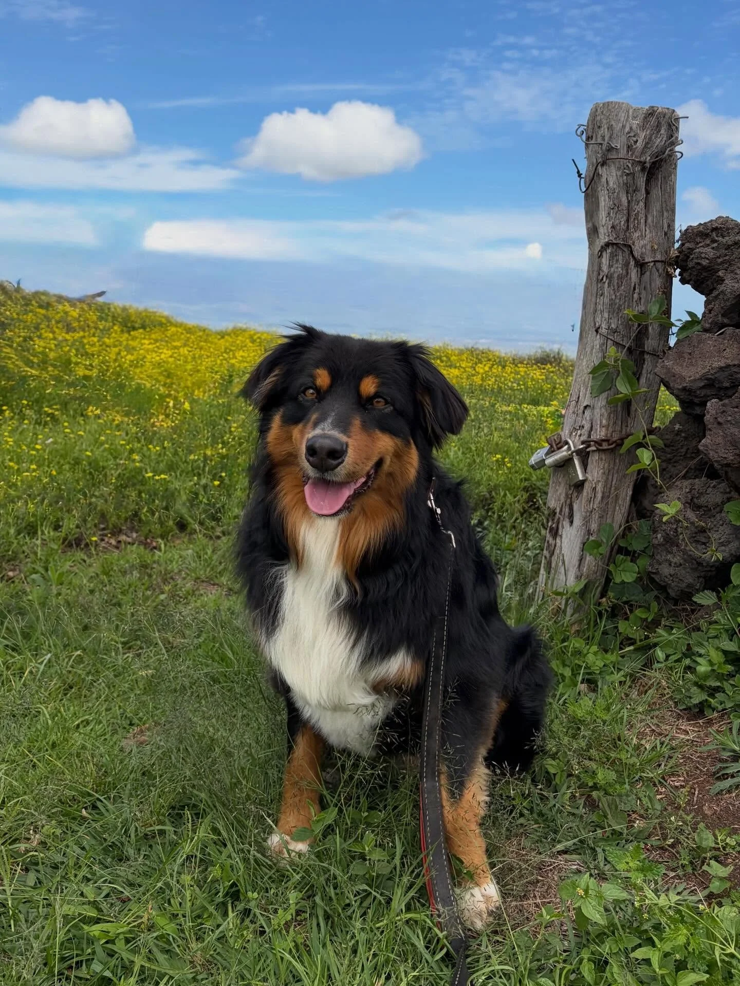 We are all still doing good after the flood!! Thanks for everyone checking in on us!! Just lost a few trees and a million avos on the ground but nothing the mountain team can&rsquo;t clean up!